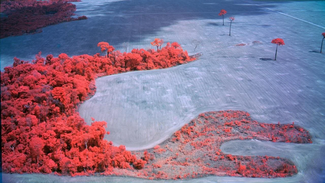 Poisoned Garden: Richard Mosse's Broken Spectre 