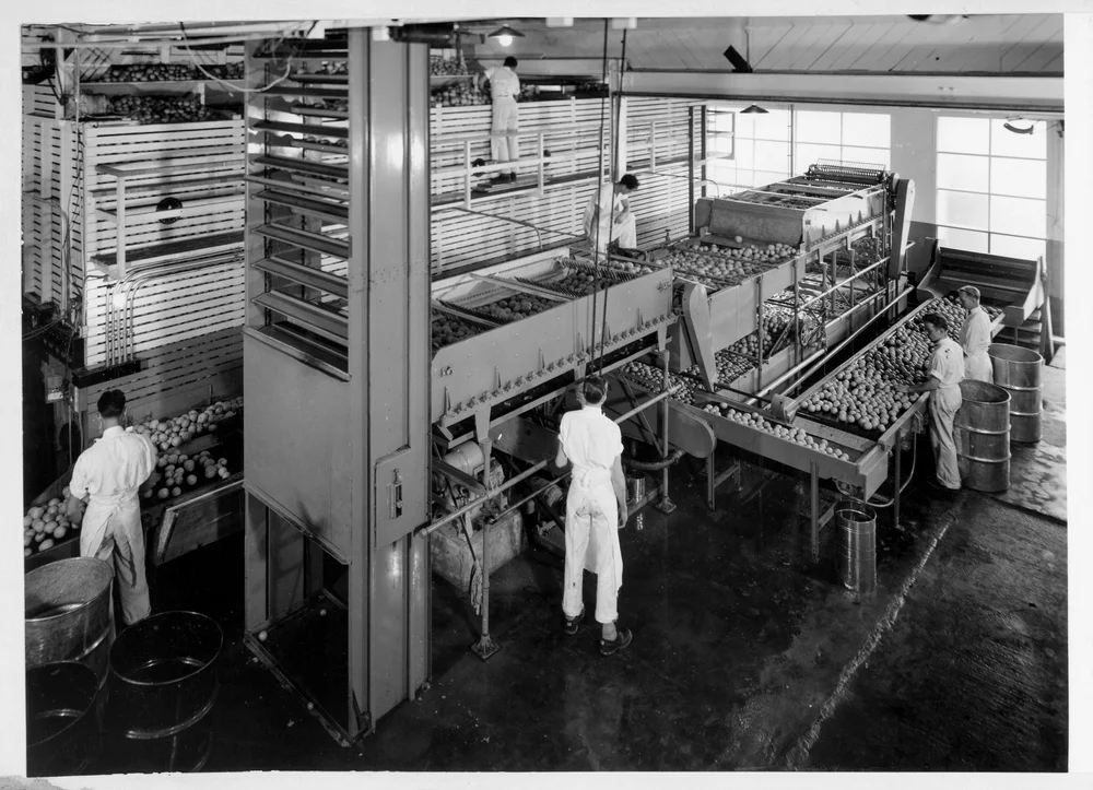 Workers and machines processing oranges, ca.1930.jpg