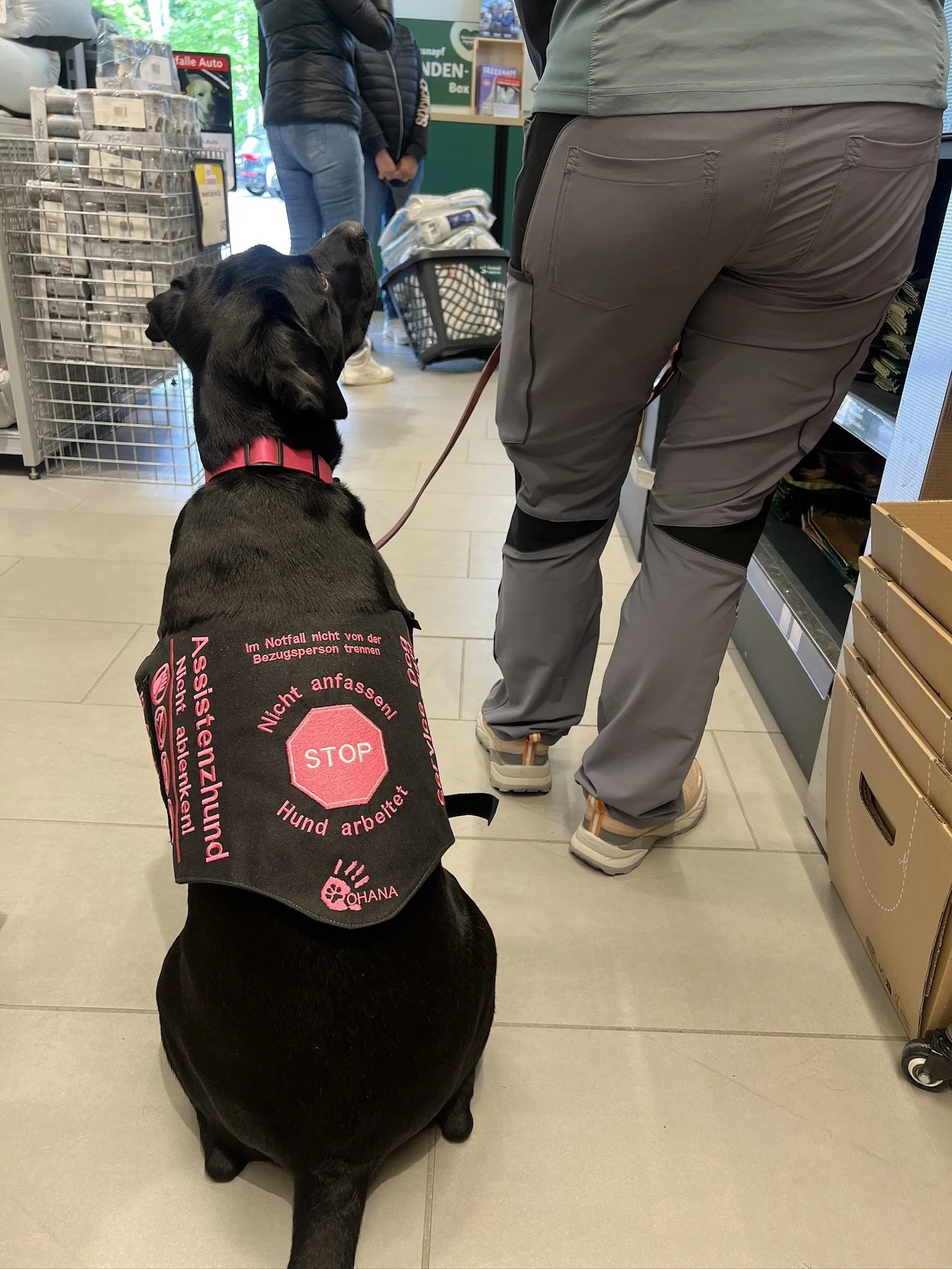 schwarzer Labrador in der Assistenzhundeausbildung