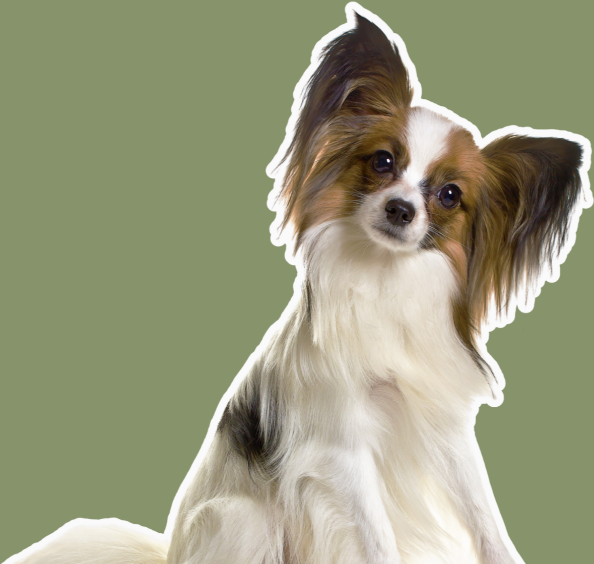 Ein valper Hund mit langen Ohren und braun-weißer Fellzeichnung auf grünem Hintergrund.