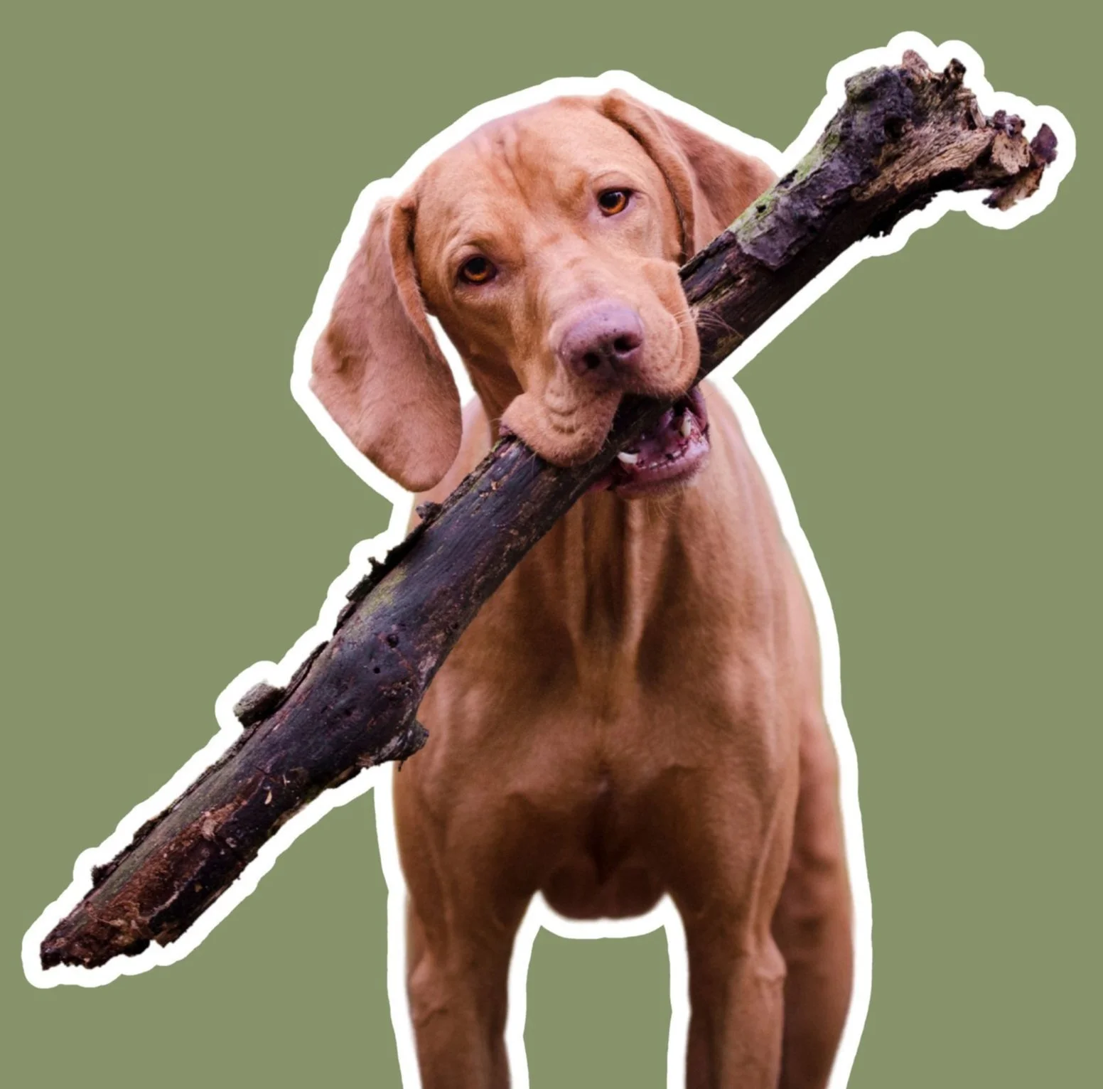 Ein brauner Welpe mit einem Stock im Maul auf grünem Hintergrund.