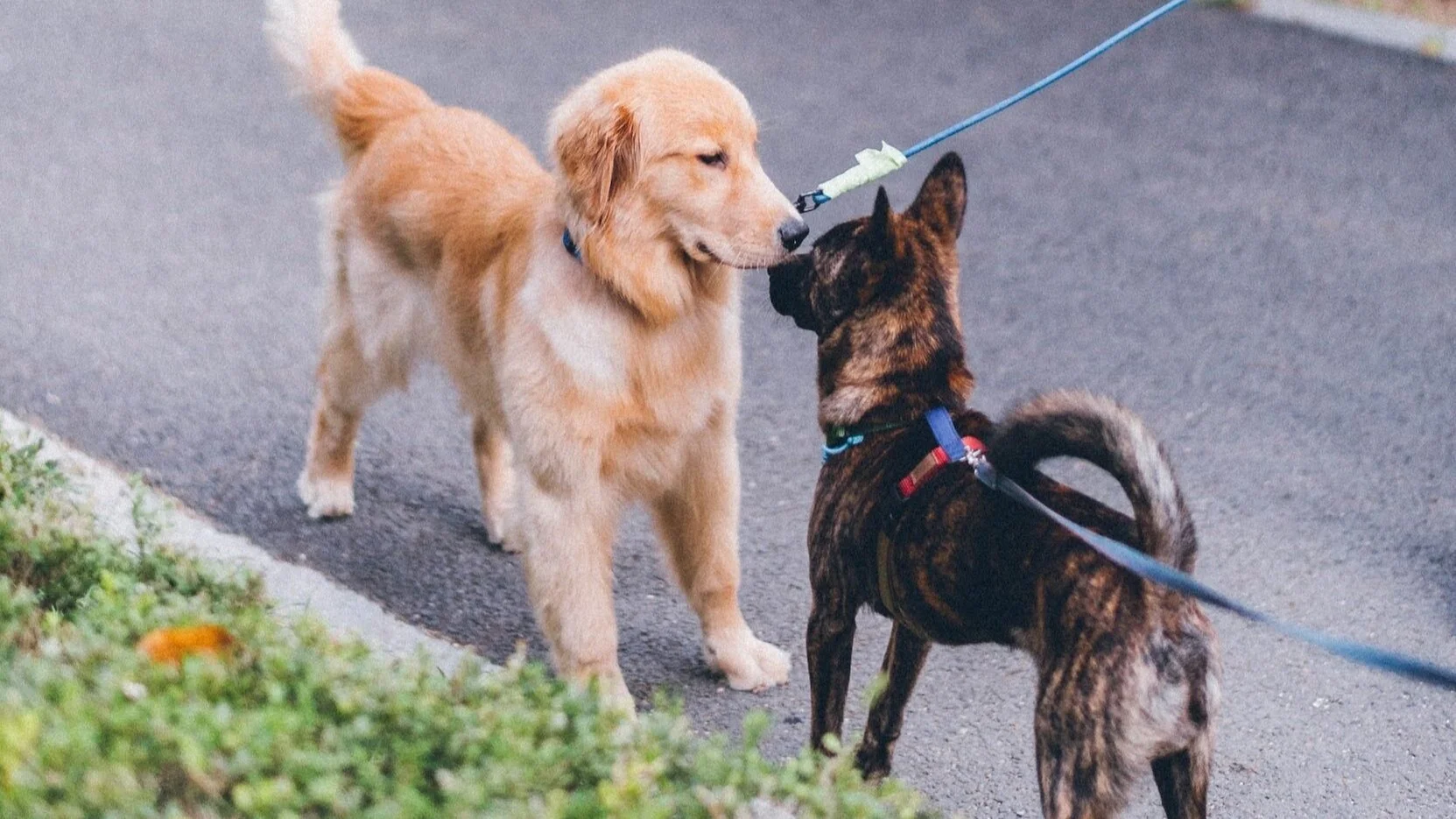 Zwei Hunde an Leinen auf einem Gehweg schnüffeln aneinander.