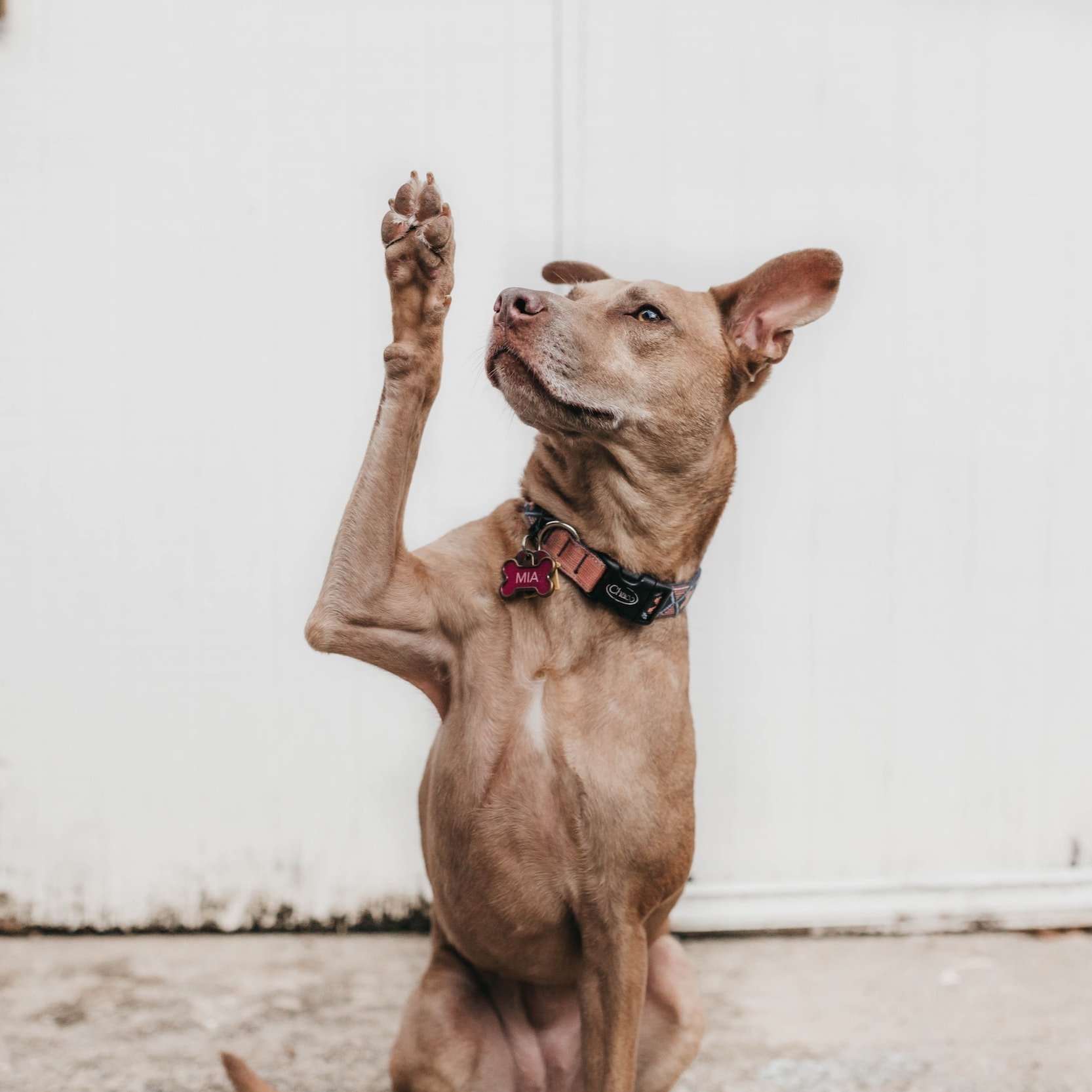  Sehr empfehlenswert! Florine und Xenia sind sehr kompetent, liebevoll und geduldig mit Hund und Besitzer :-) Das Training ist gut strukturiert und es wird individuell auf die Tiere eingegangen. Es hilft, dass man auch Fragen zu anderen Themen stelle