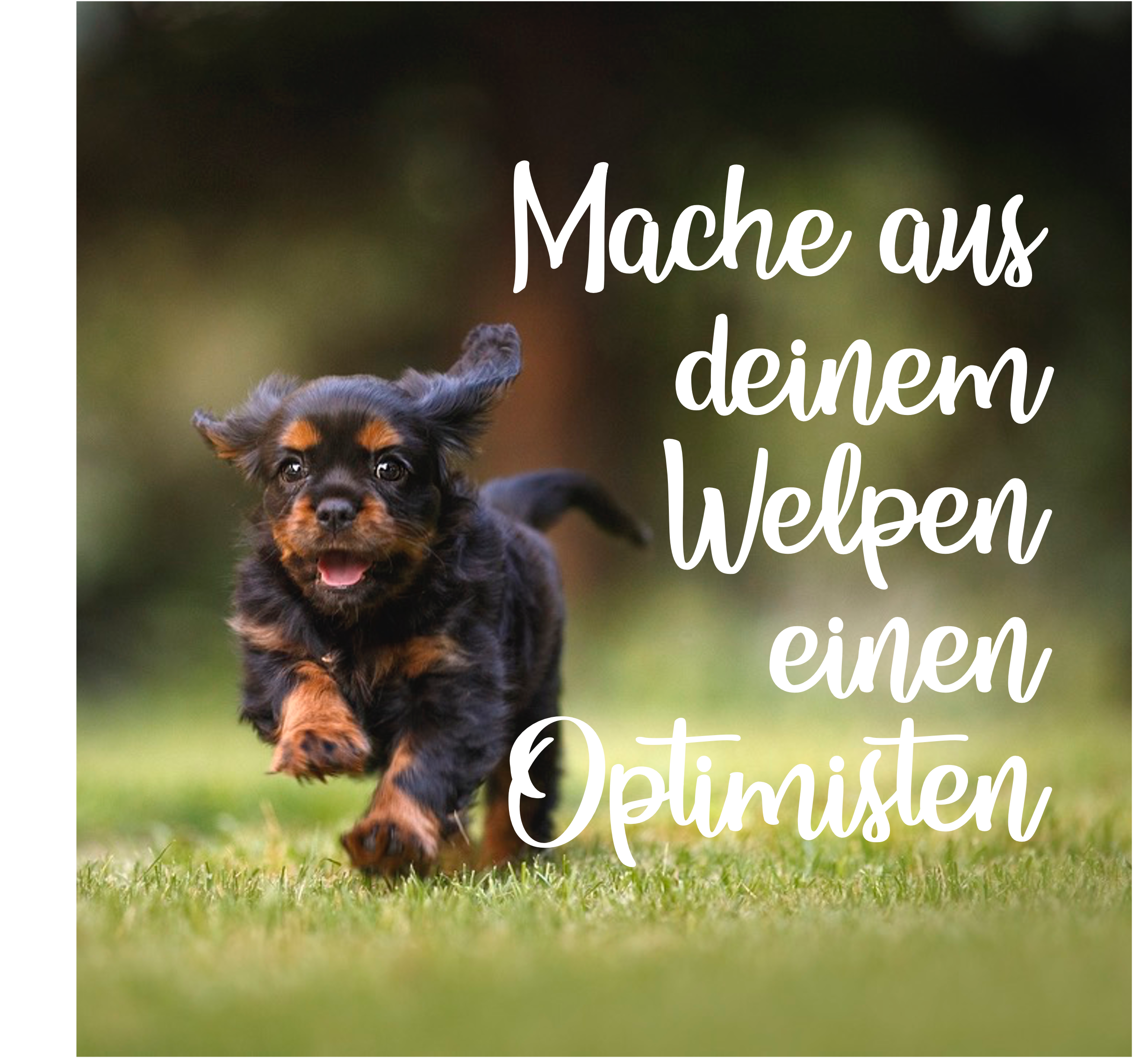 Mach aus deinem Welpen einen Optimisten