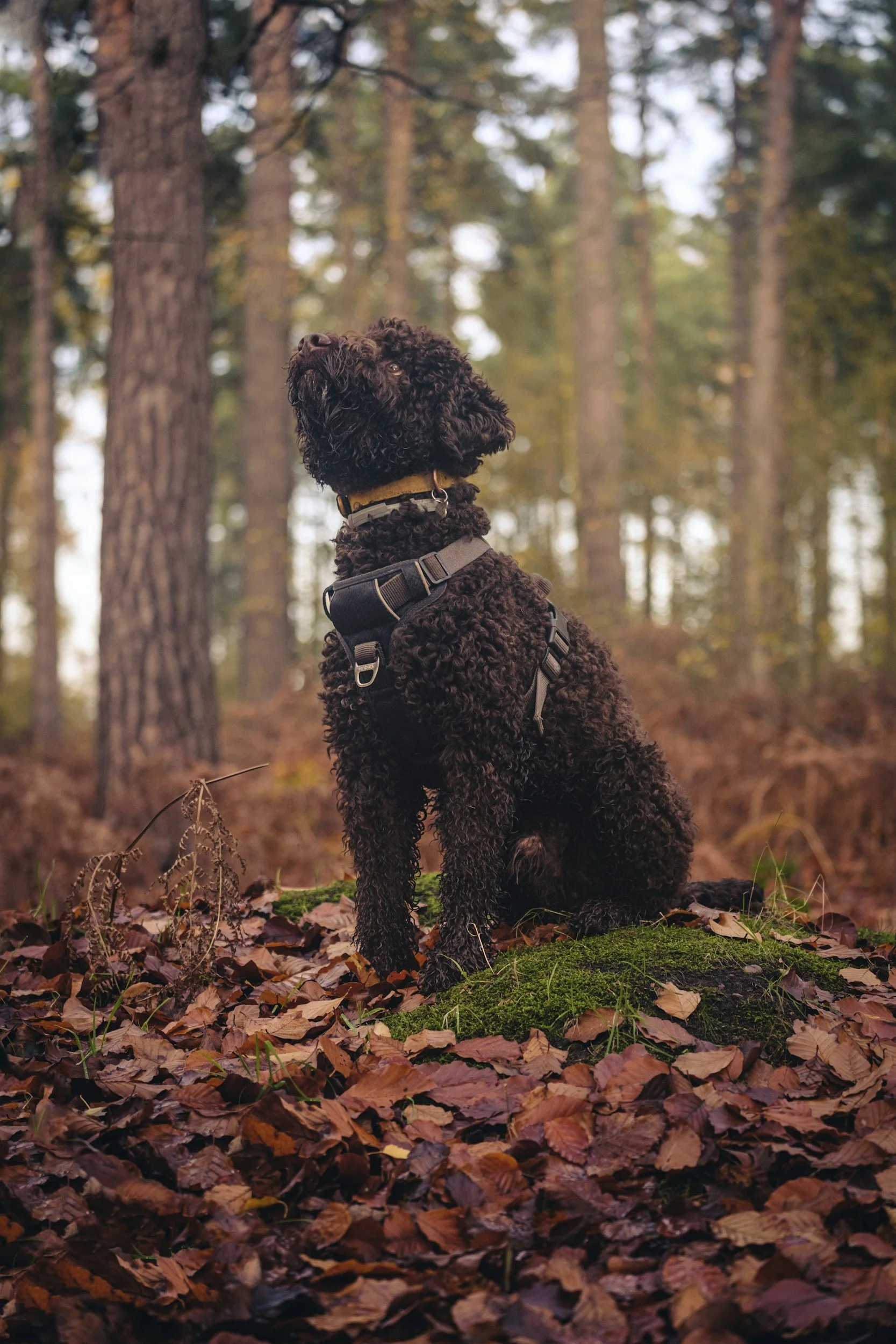Ein kuscheliger schwarzer Lockenhund sitzt in einem herbstlichen Wald auf Laub und schaut nach oben Richtung Baumkronen.