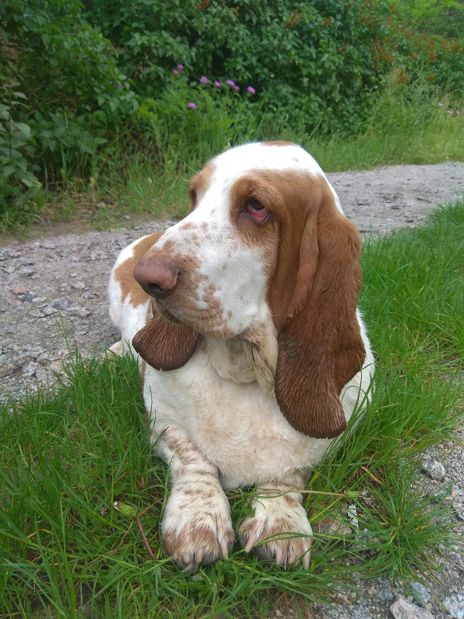 Hund liegt im Gras neben einem Weg