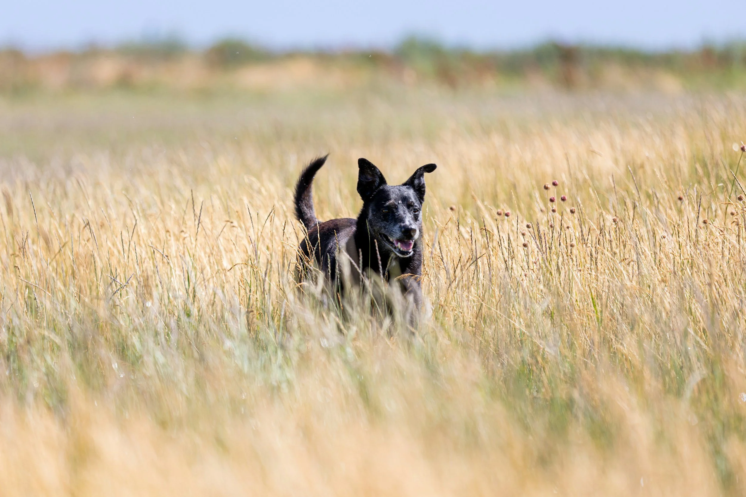 Ein schwarzer Hund läuft durch ein goldenes Feld, grüner Himmel im Hintergrund.