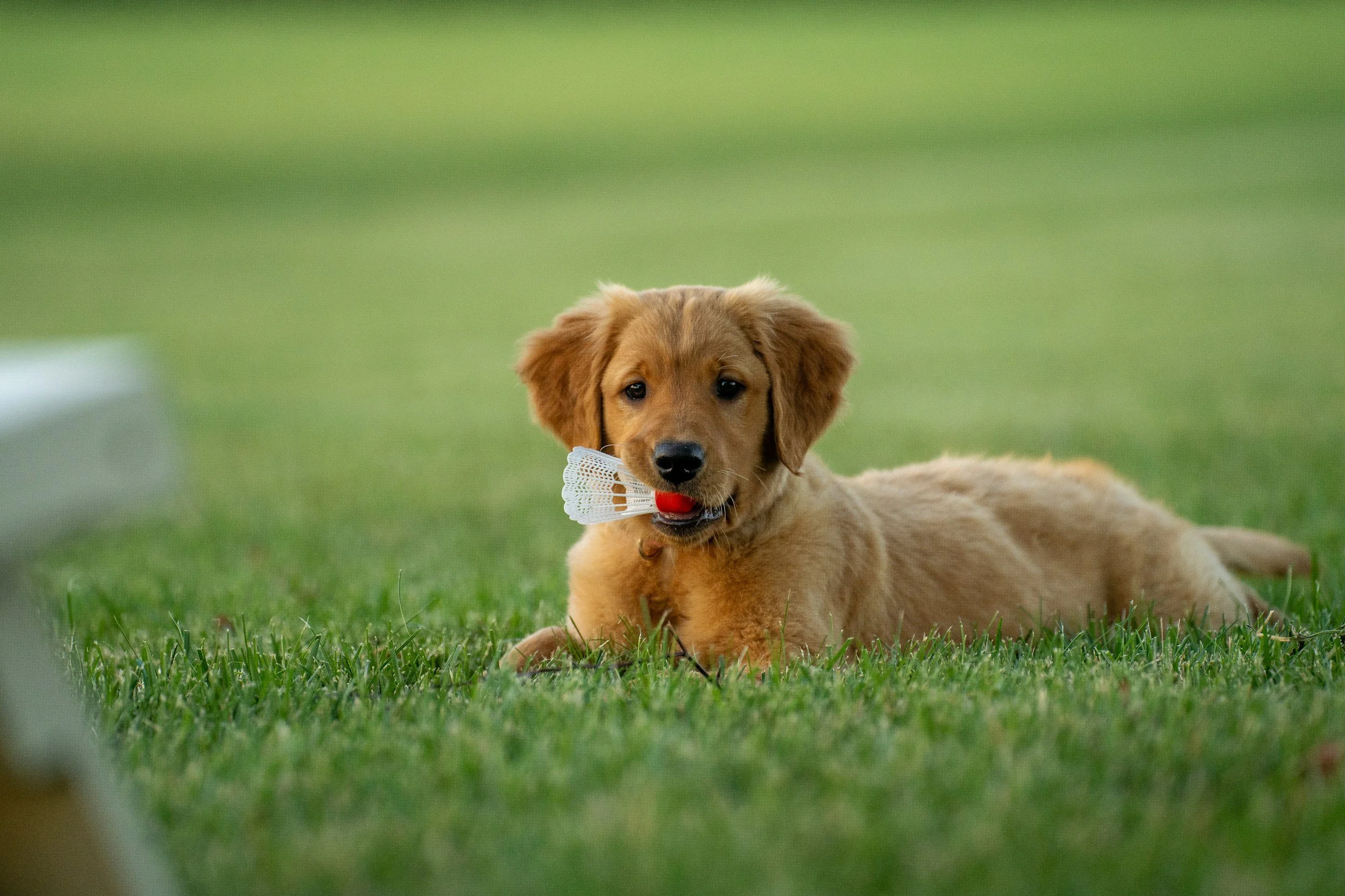 Liegend ruhender golden Retriever Welpe mit einer Schaumstoff-Flasche im Maul auf einer grünen Wiese.