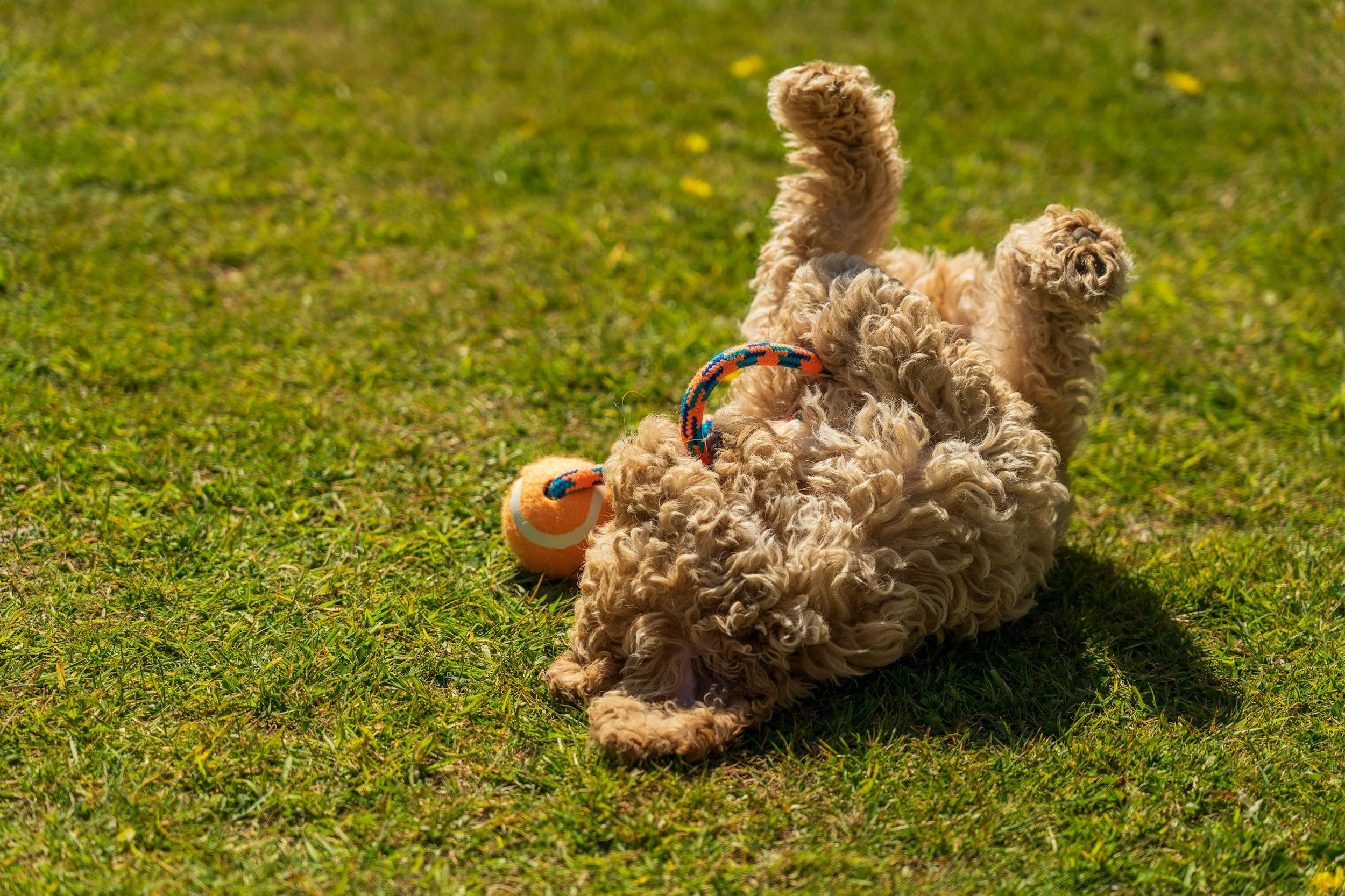 Muss mein Welpe mit anderen Hunden spielen?