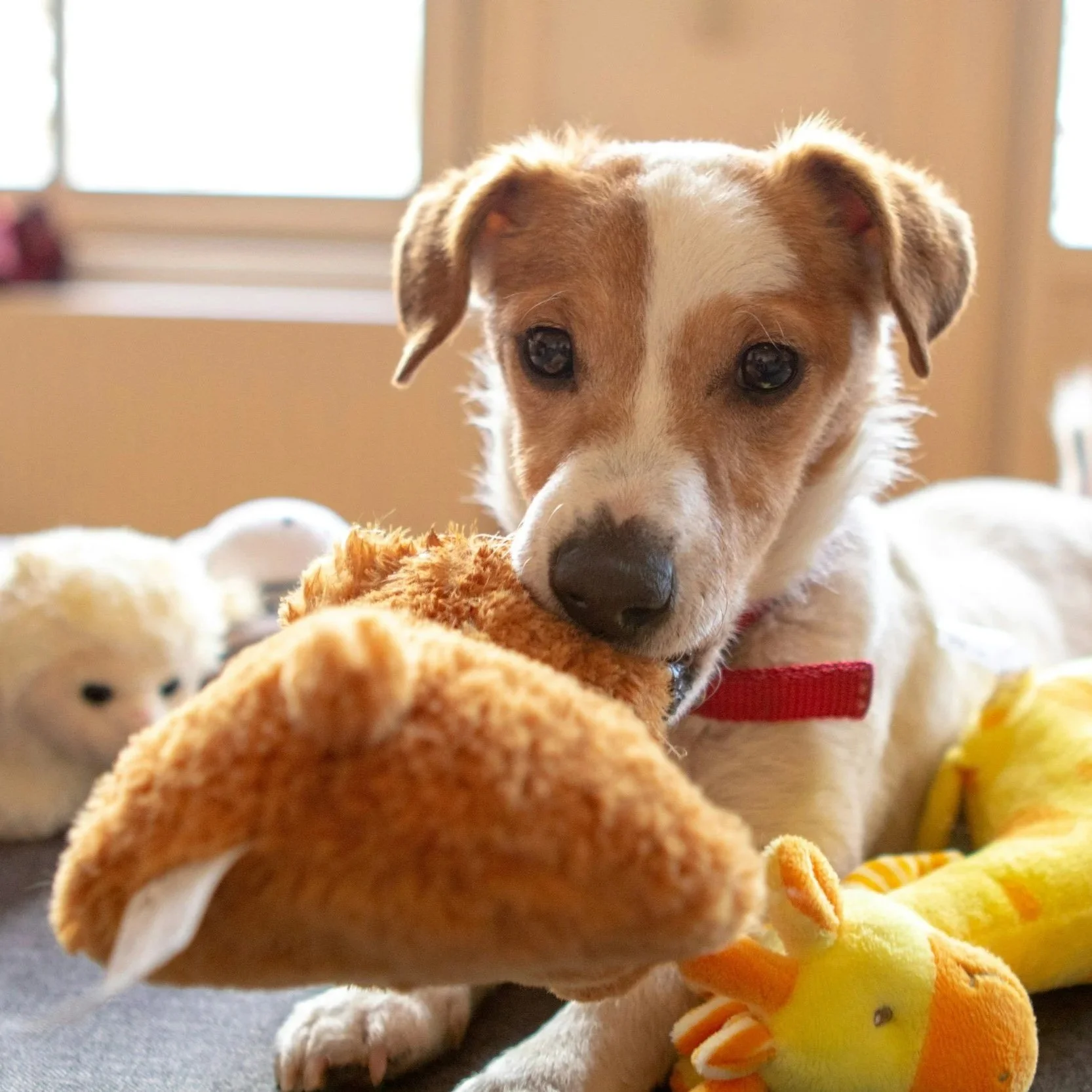 Warum viele Hunde Pflege stressig finden