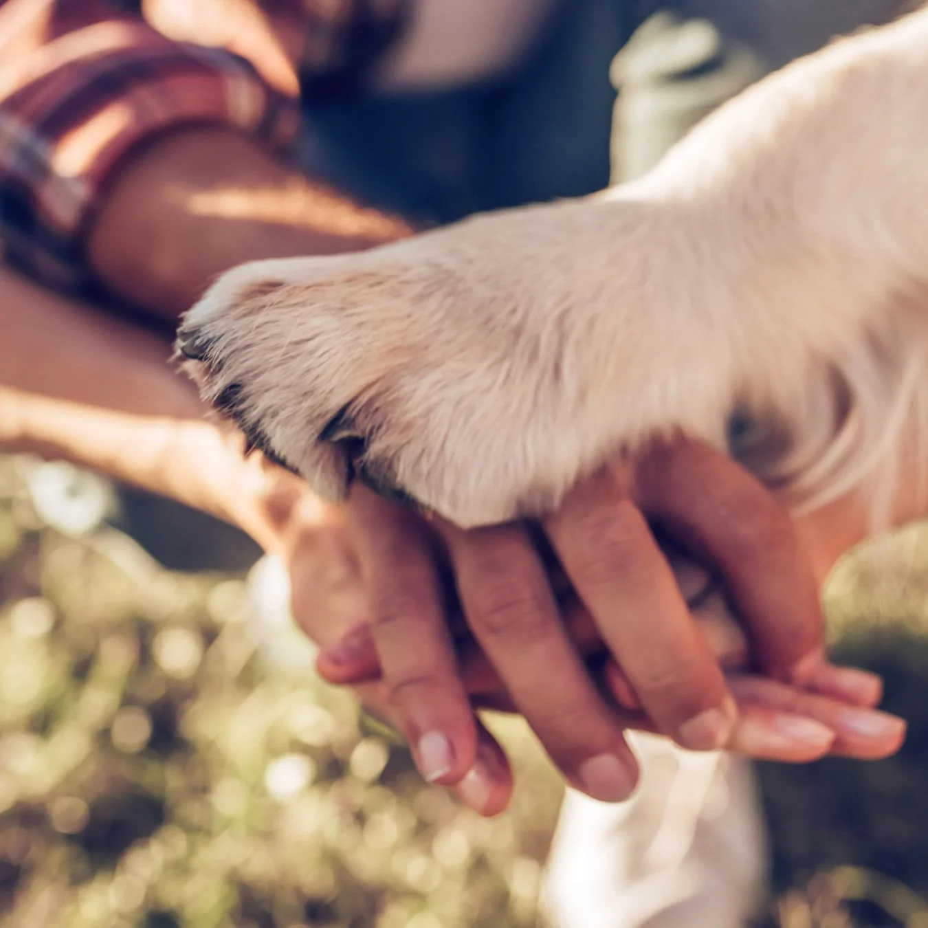 Hände von Menschen und eine Hundepfote übereinander gestapelt, Symbol der Freundschaft und Verbindung zwischen Mensch und Tier.
