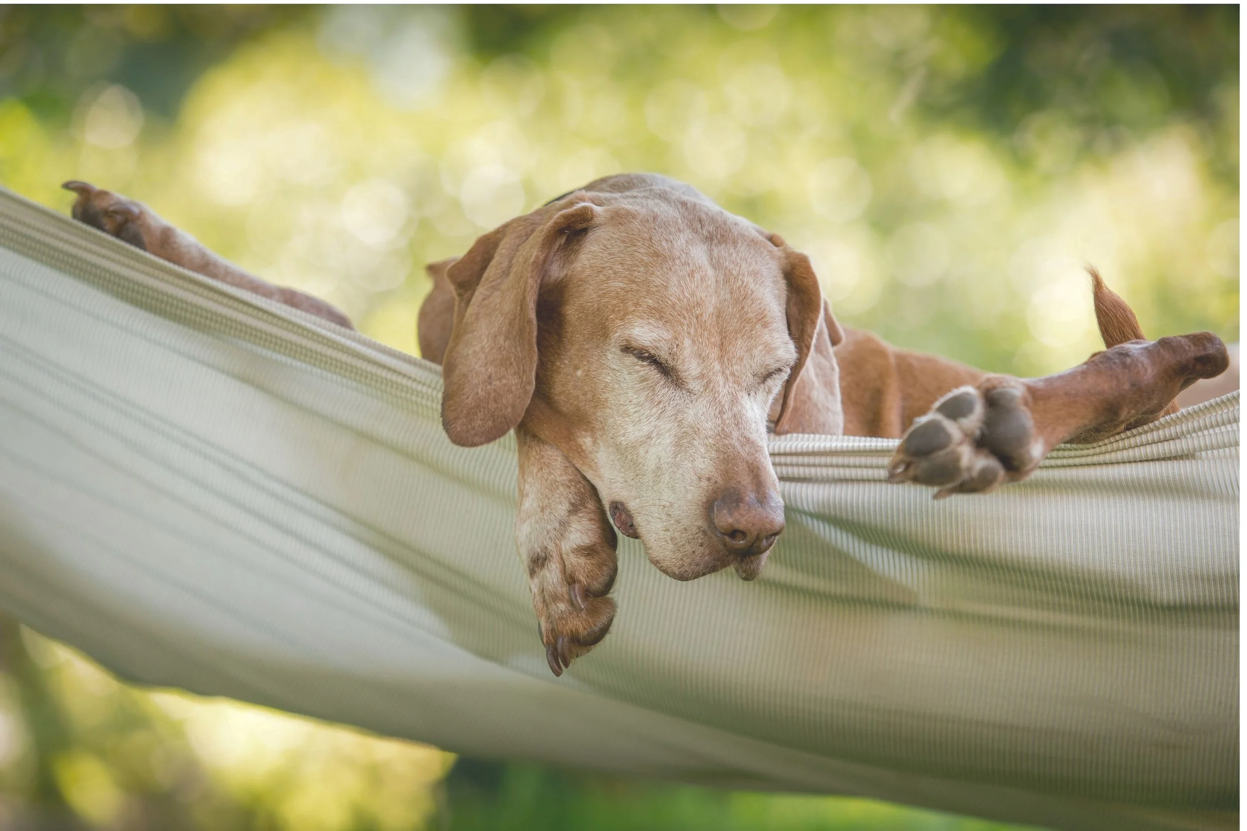 Ein schlafender Dalmatiner-Hund liegt in einer Hängematte im Freien, umgeben von grünen Blättern und Sonne.