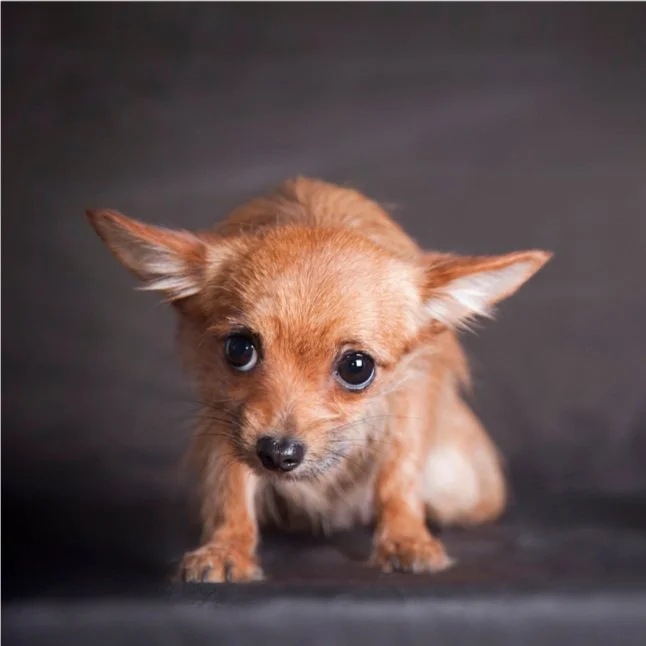 Ein kleiner, brauner Chihuahua mit großen Augen auf einem dunklen Hintergrund.