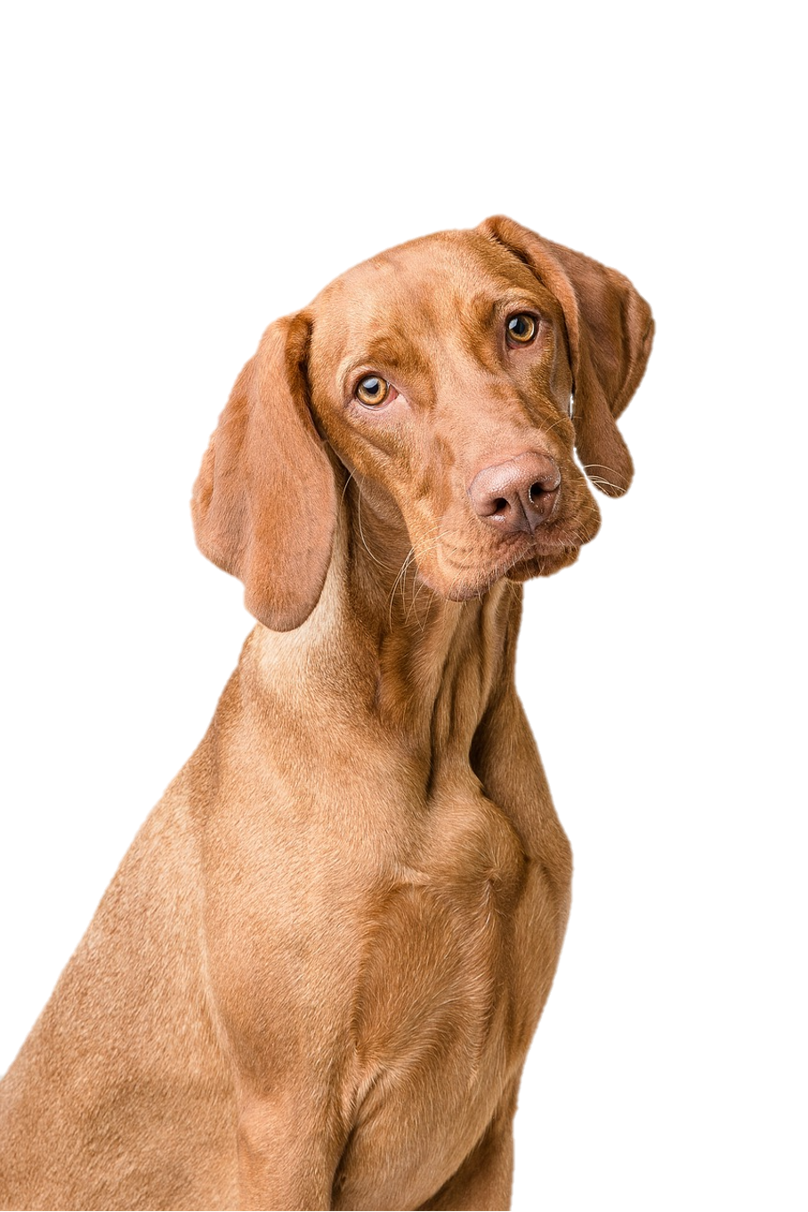 Ein brauner Hund mit schräg gelegtem Kopf vor schwarzem Hintergrund.