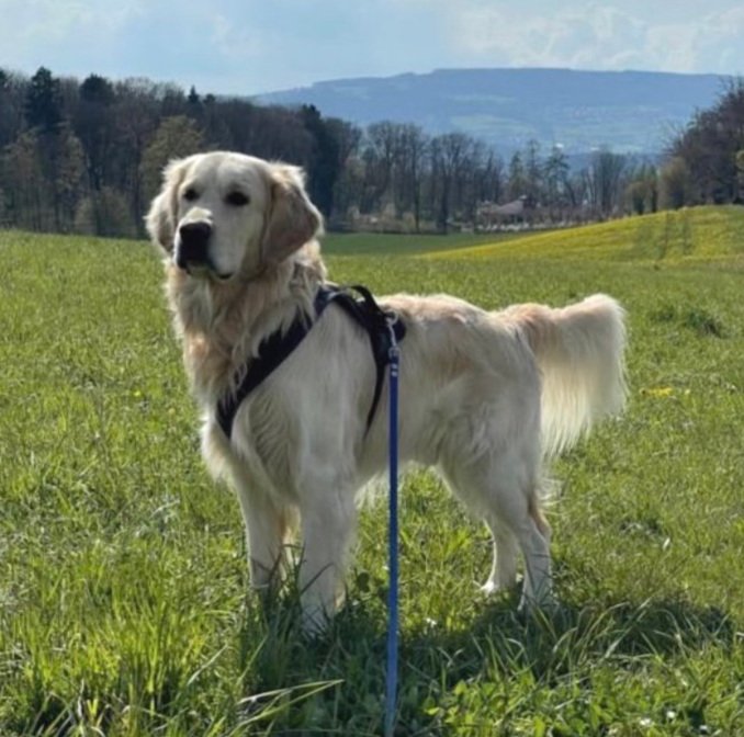 Ein Hund, vermutlich ein Golden Retriever, steht auf einer grünen Wiese mit einem blauen Himmel und Bäumen im Hintergrund.