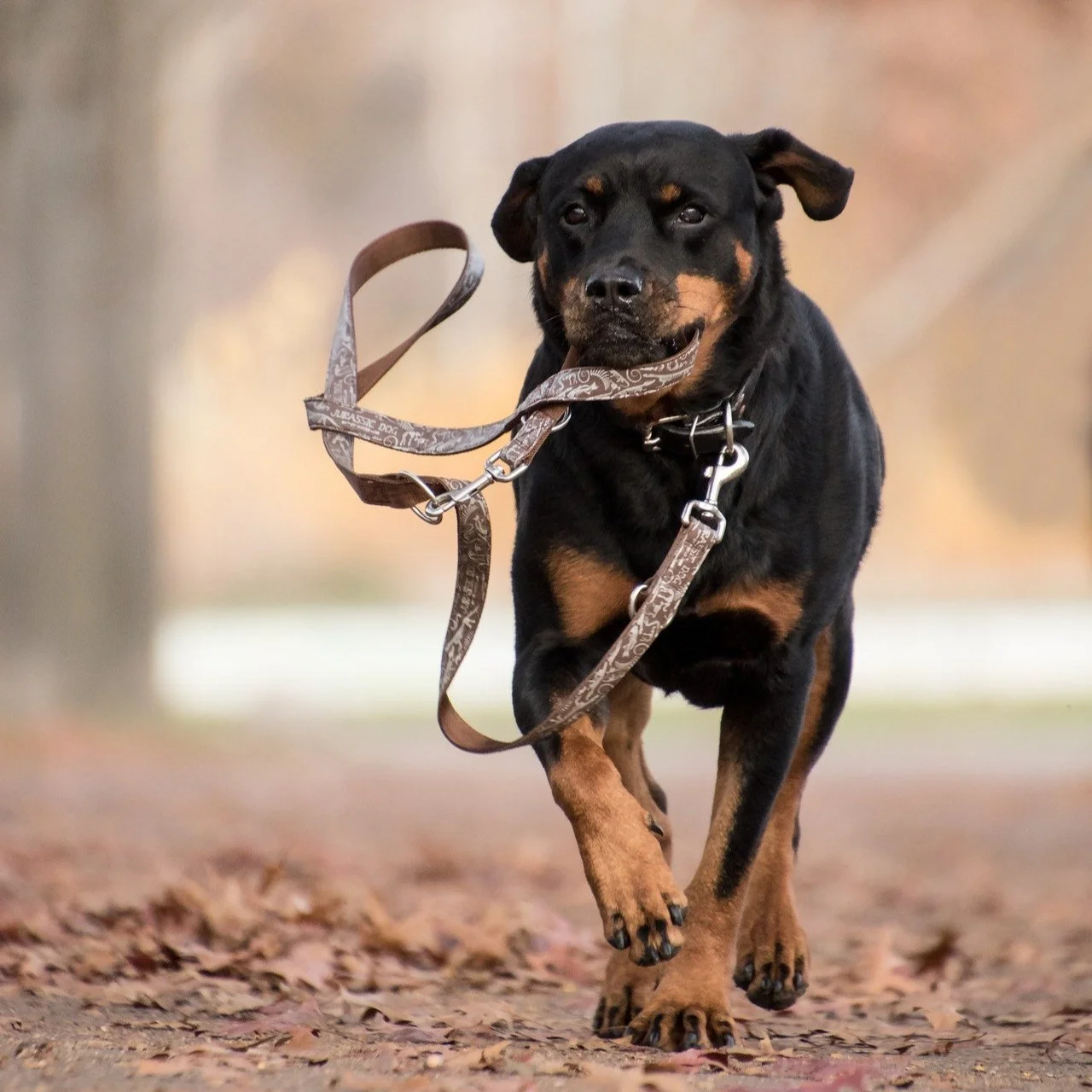 Ein Hund läuft mit der Leine im Maul auf einem Waldweg.