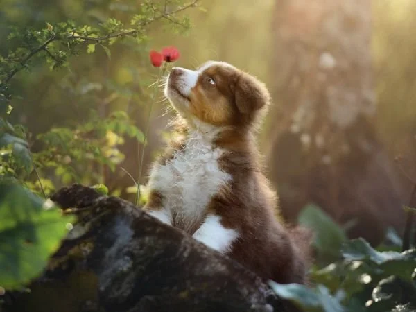 Ein Hundewelpe im Wald, der eine Blume beschnuppert.