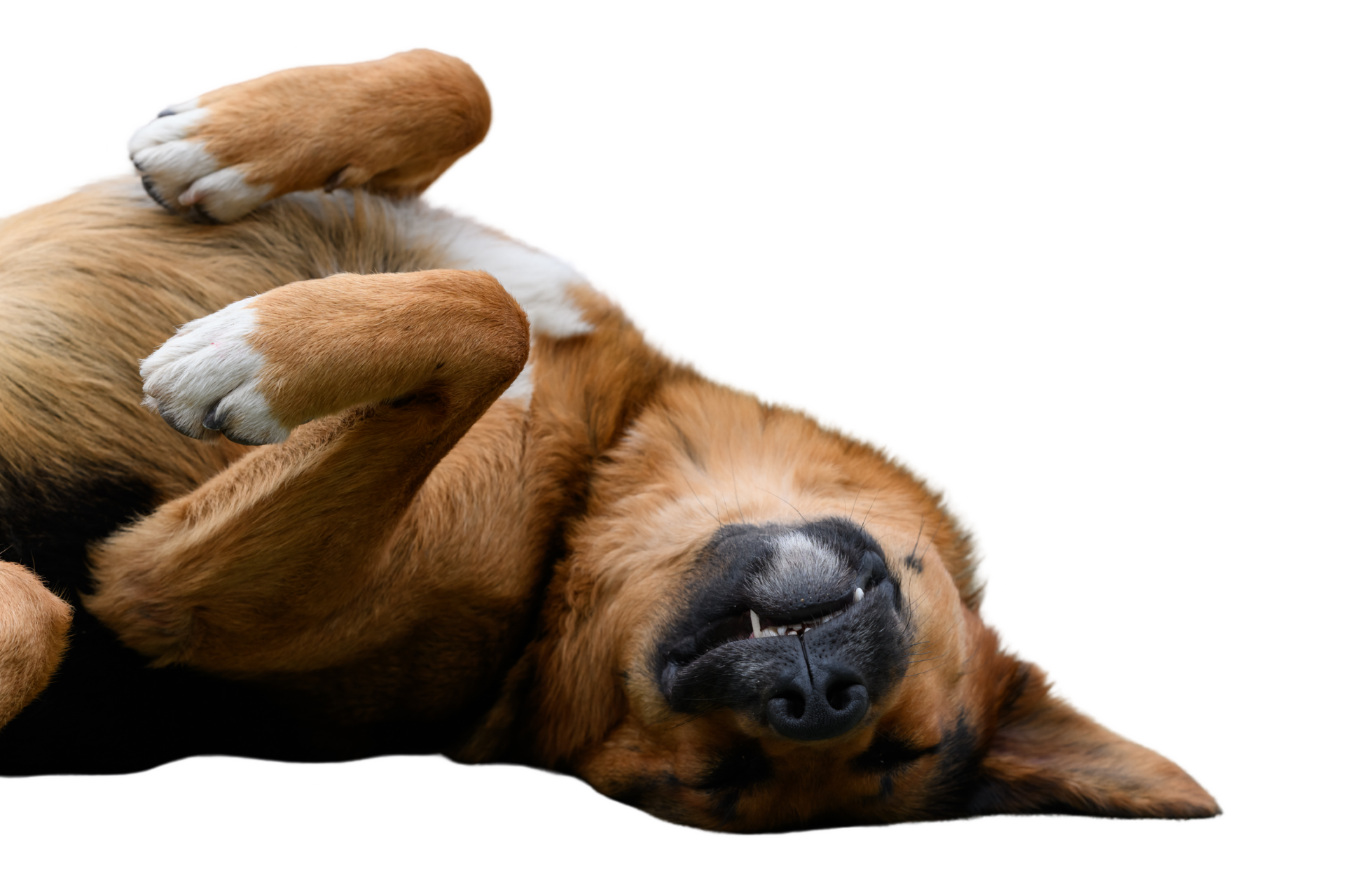 Liegende braune Hund mit schwarzen Flecken, entspannt auf der Seite, mit geschlossenen Augen.