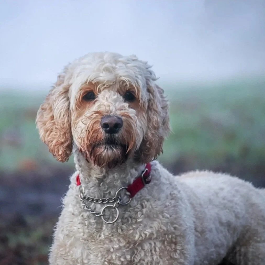 Ein Hund mit lockigem Fell und braunen Augen steht vor einem nebligen Hintergrund.