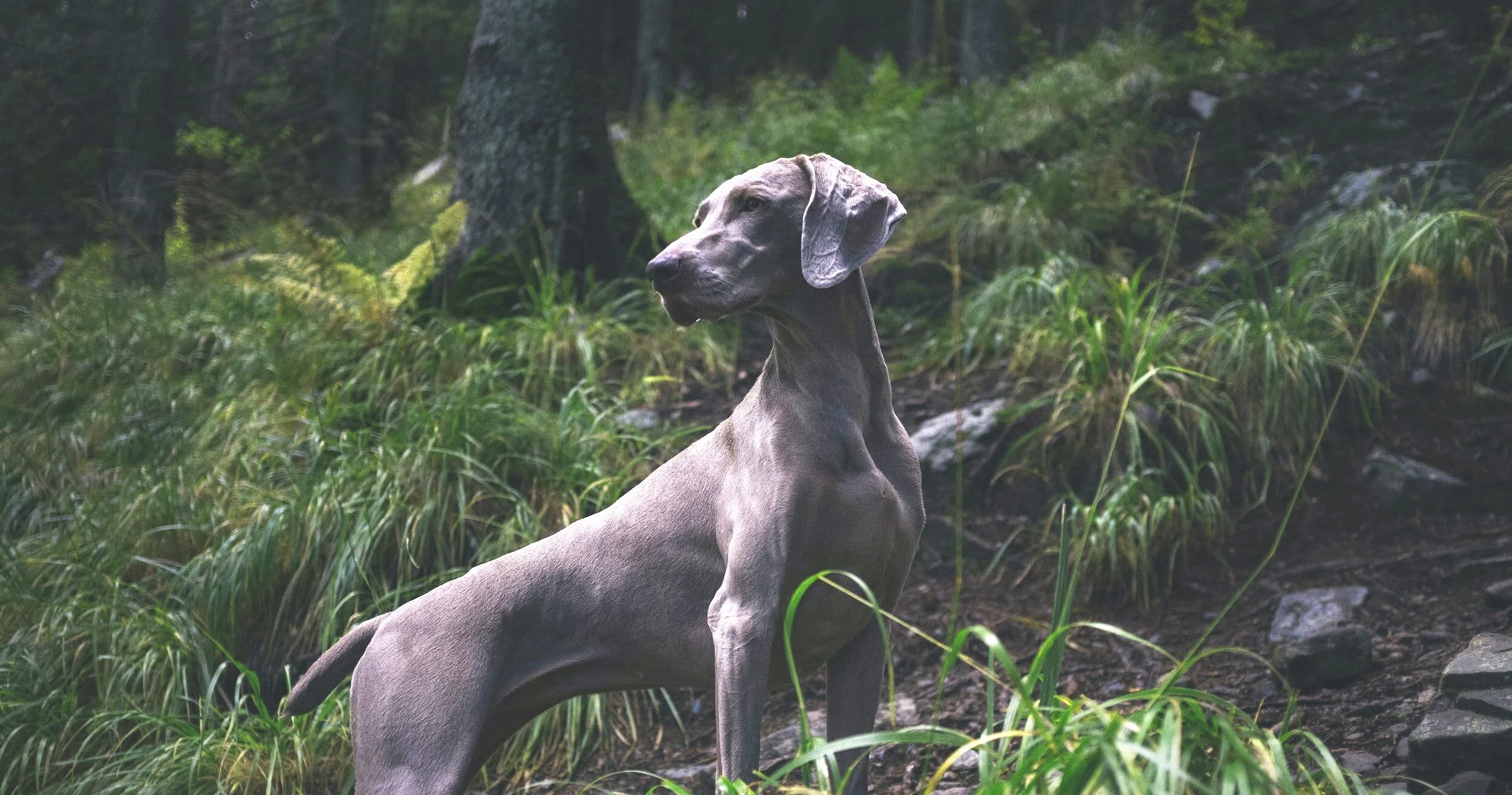 Ein Weimaraner-Hund steht aufmerksam im Wald zwischen hohem Gras.