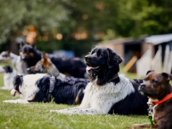 Mehrere Hunde liegen auf dem Rasen, im Hintergrund sind Bäume und eine Person sichtbar.