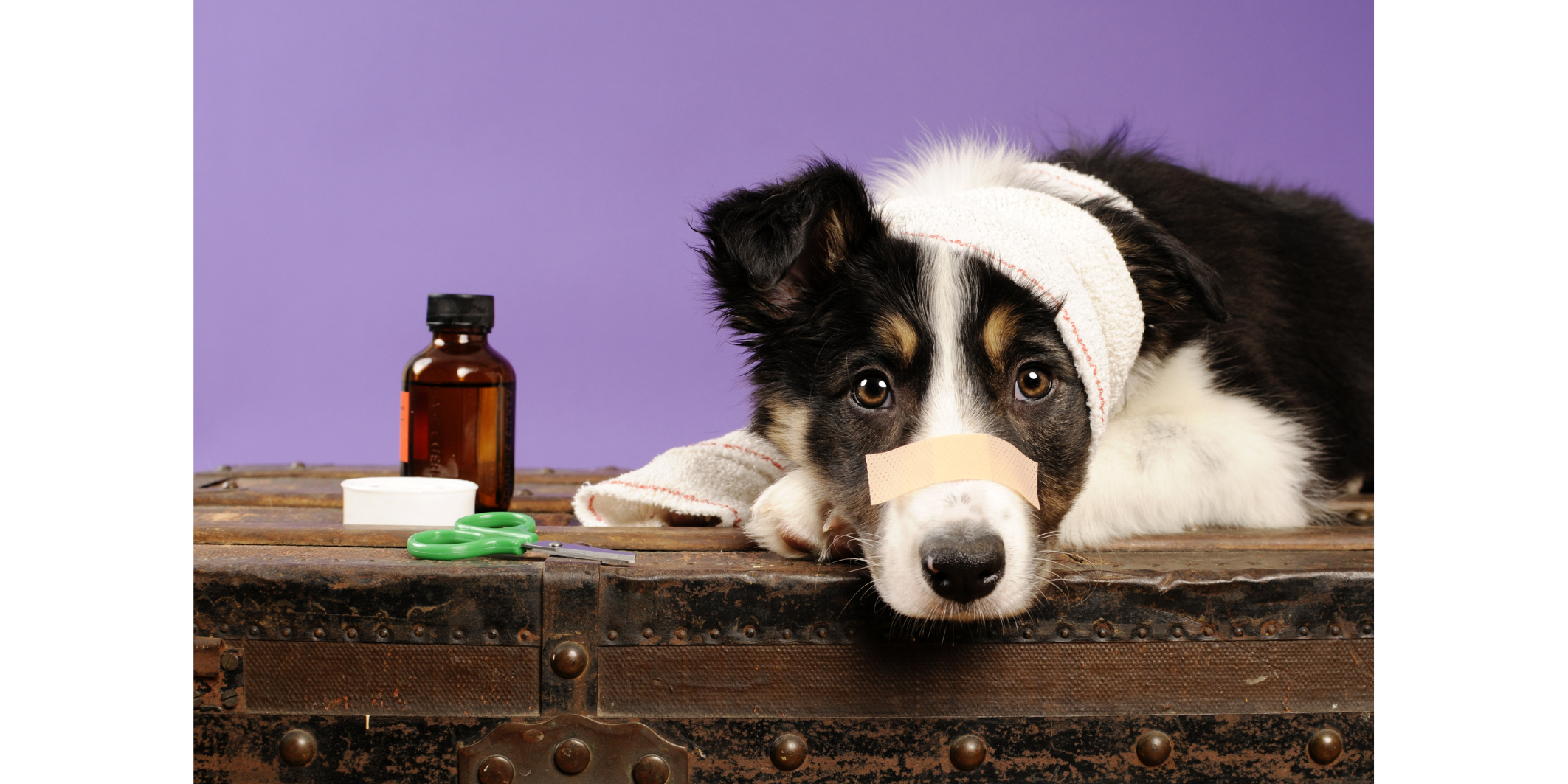 Verletzter Hund mit Verband auf Kopf, Pflaster auf Nase, lila Hintergrund. Medizinflasche, Pflaster und grüne Schere im Vordergrund.