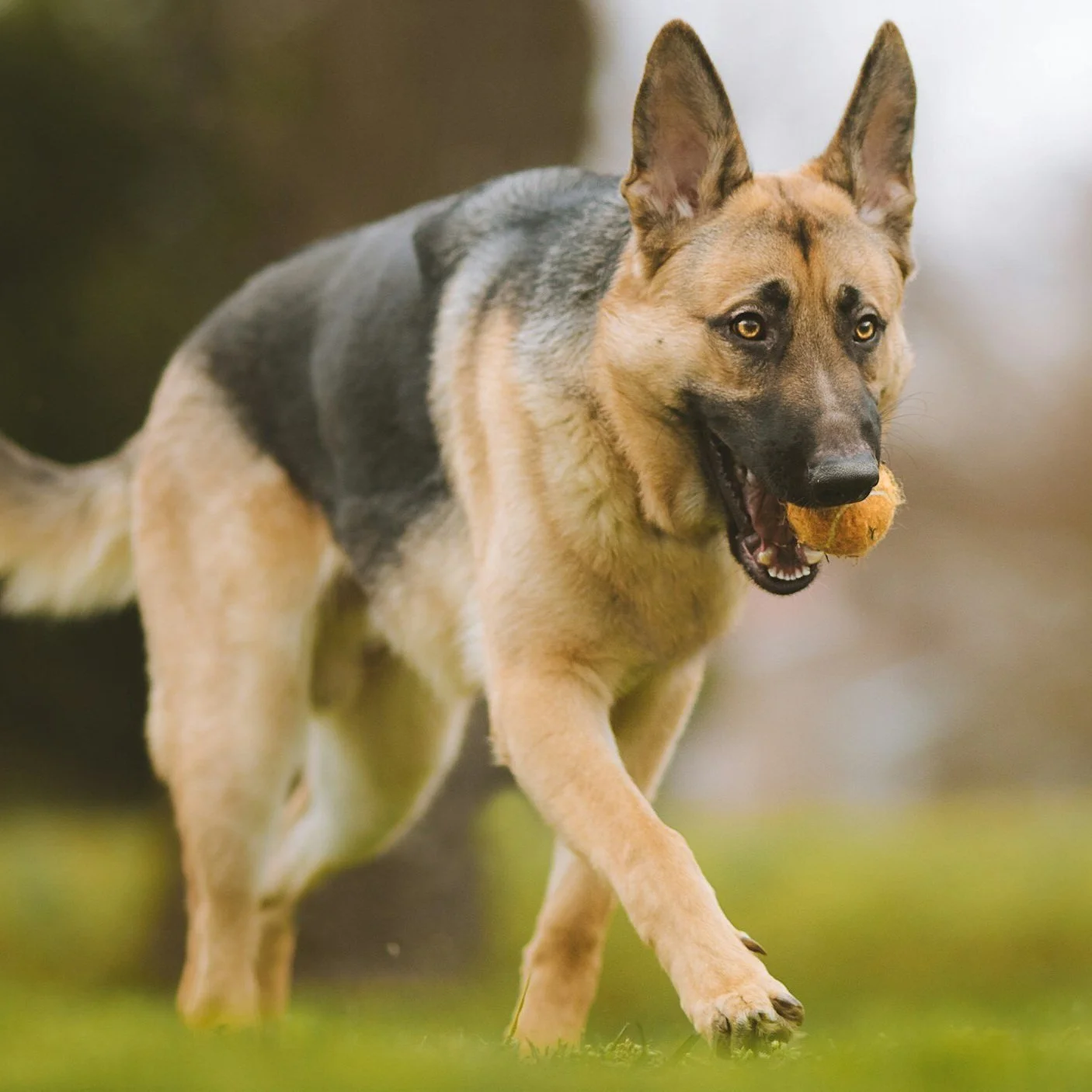 Ein Deutscher Schäferhund mit einem Ball im Maul auf einer Wiese.