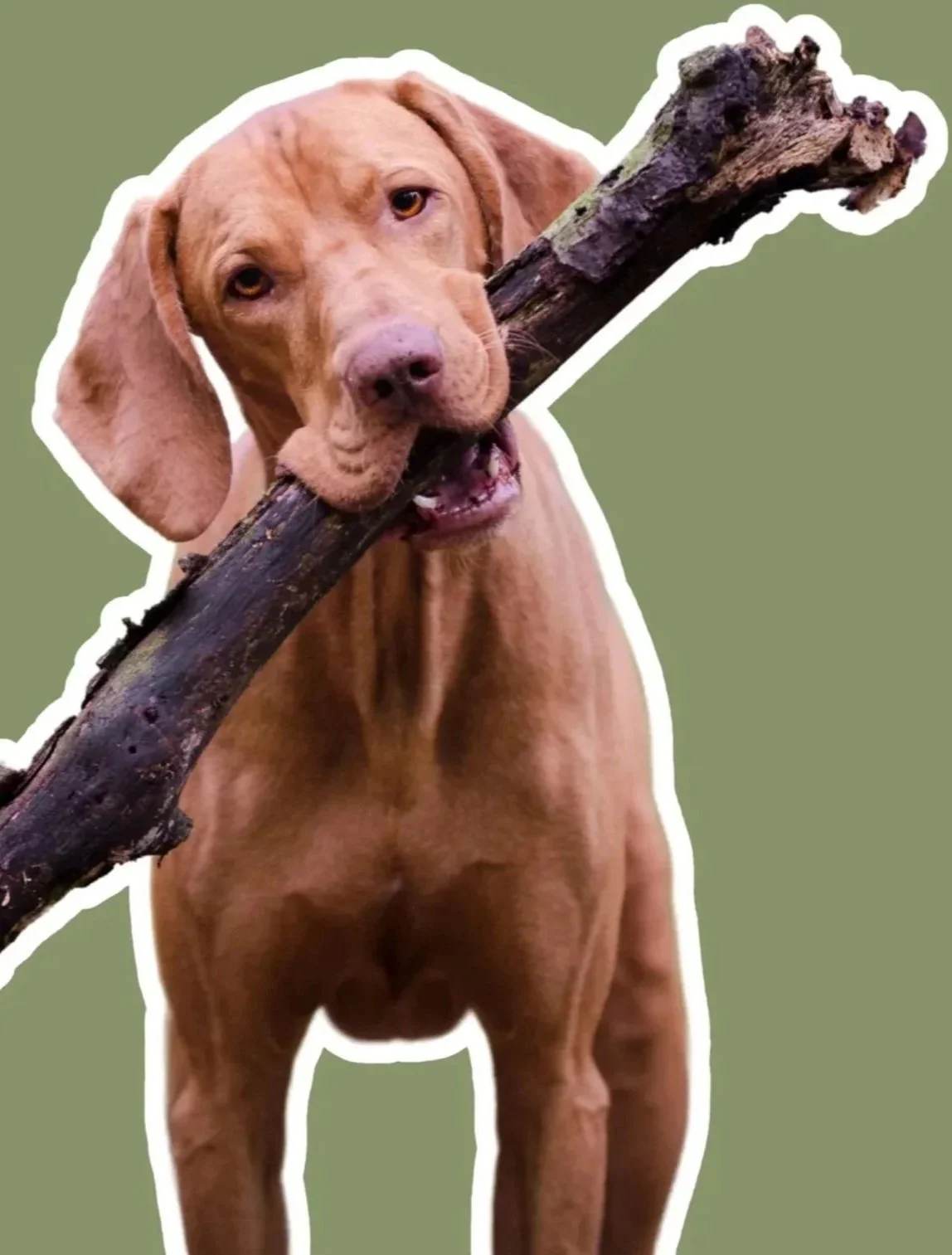 Ein brauner Hund trägt einen großen Stock im Maul, auf grünem Hintergrund.
