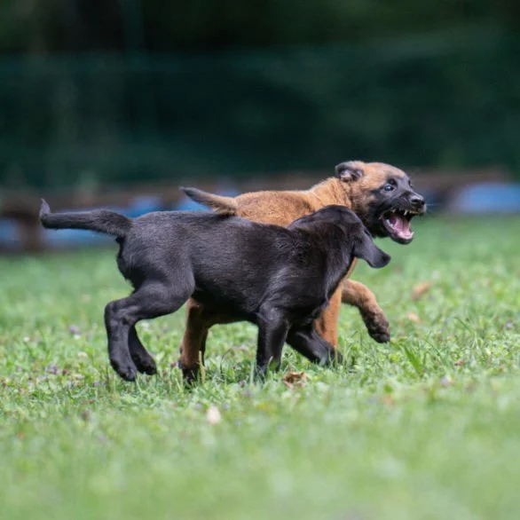 Zwei spielende Welpen im Grünen; ein schwarzer und ein brauner Welpe. Der braune Welpe hat das Maul geöffnet.