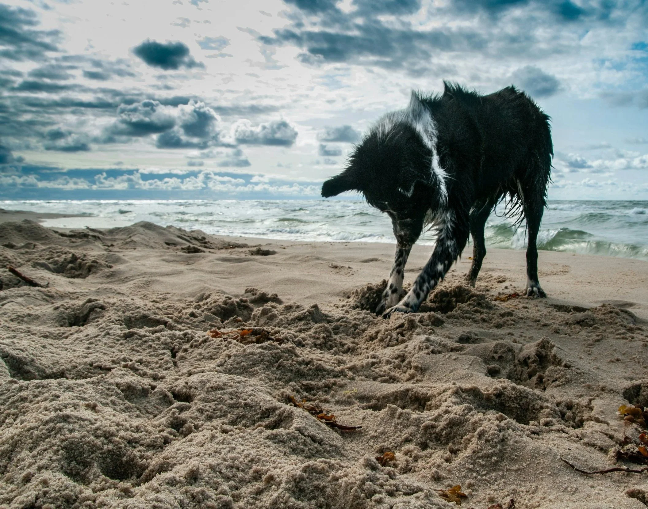 Border Collie rennt