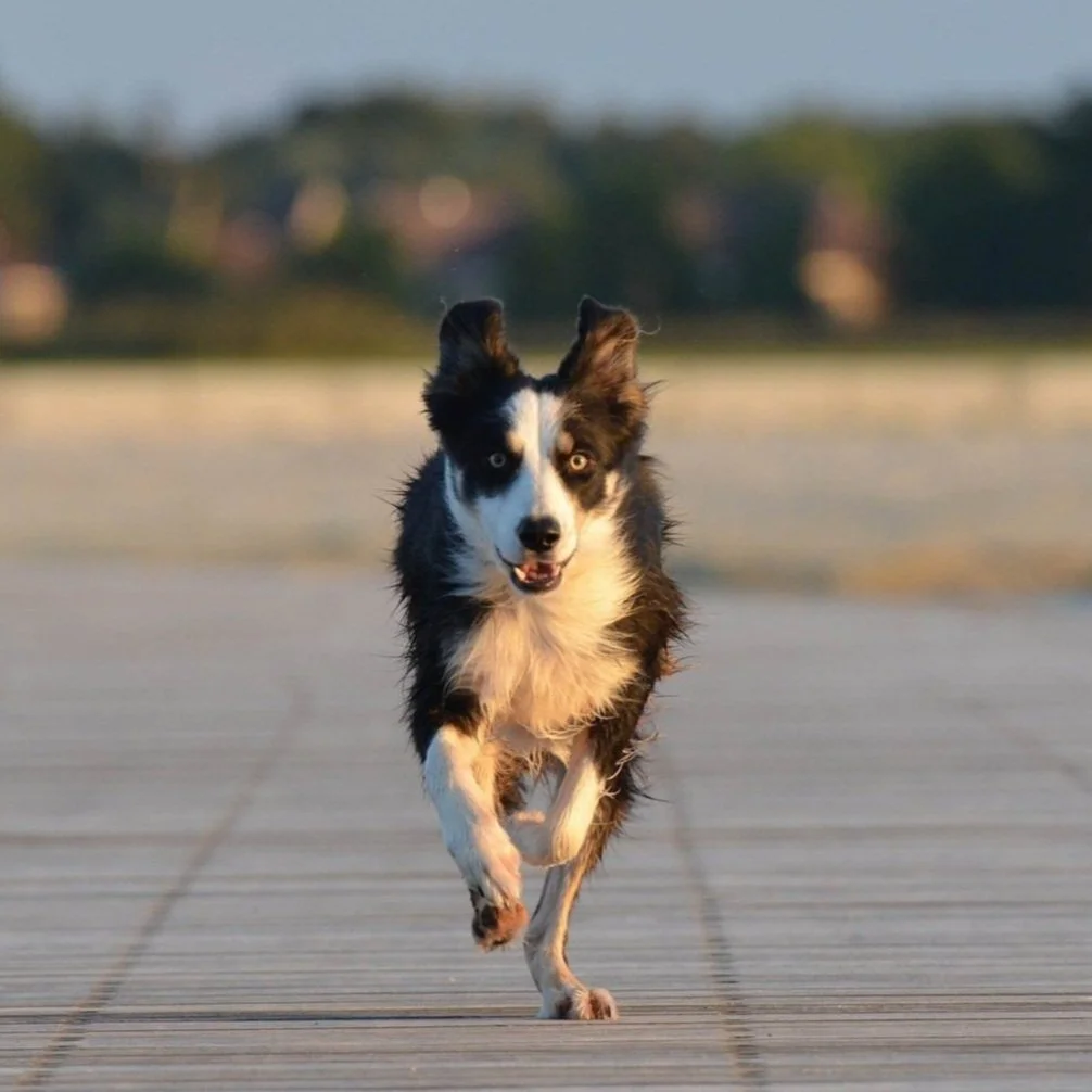 Ein Border Collie läuft auf einem Holzweg. Der Hintergrund ist unscharf mit Bäumen.