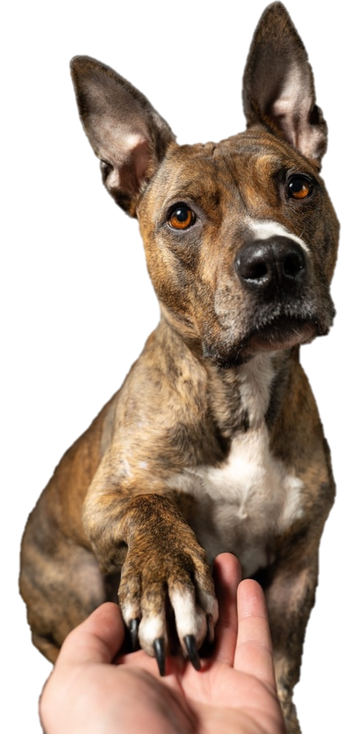 Ein Hund, vermutlich ein Pitbull-Mix, der mit erhobener Pfote und ausgestreckter Zunge nach oben blickt, während eine Hand sie hält.