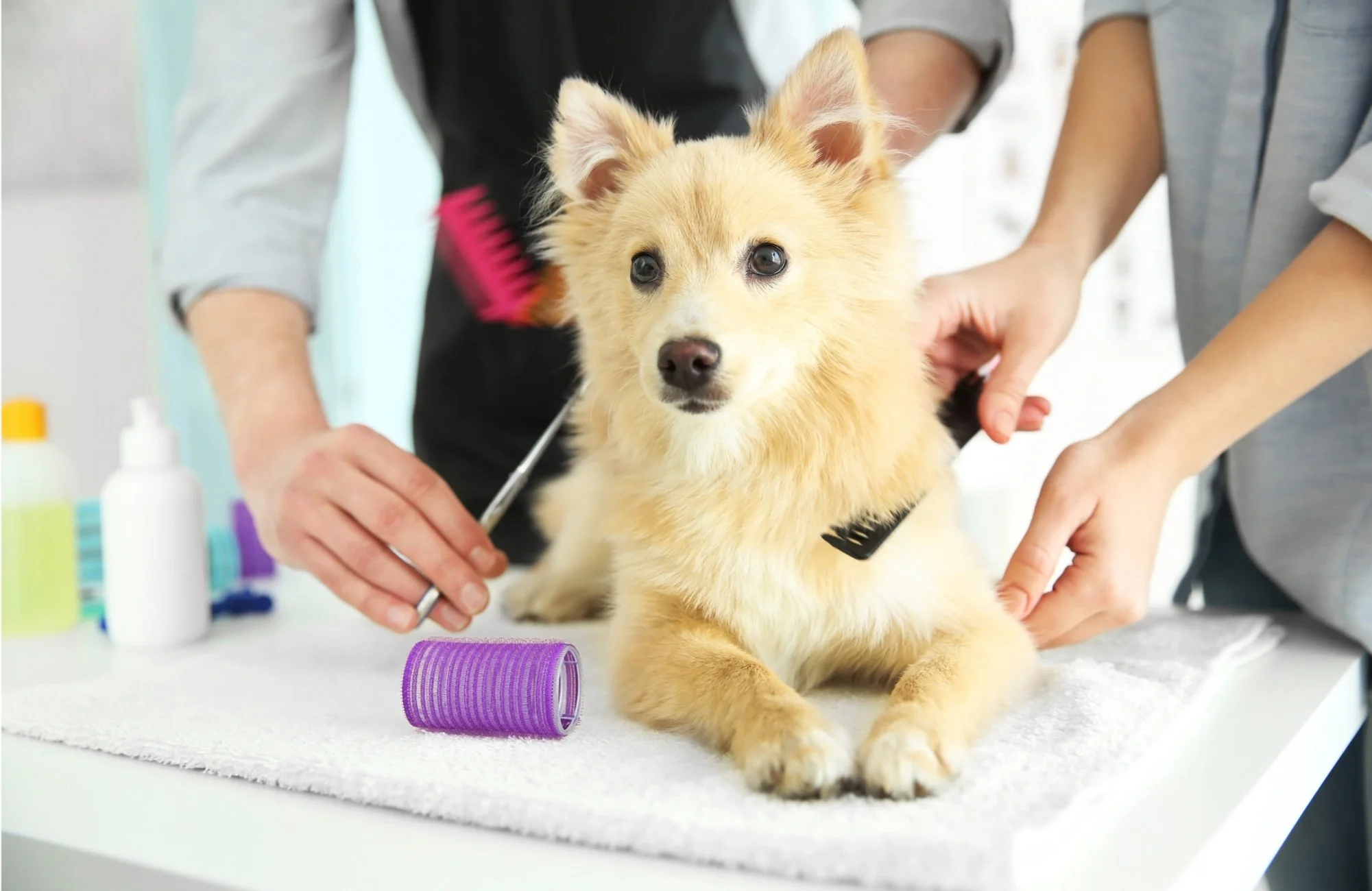 Hund wird in einer Tierarztpraxis untersucht, während Tierärzte und Tierärztinnen ihn behandeln. Es gibt verschiedene medizinische Utensilien auf dem Tisch.