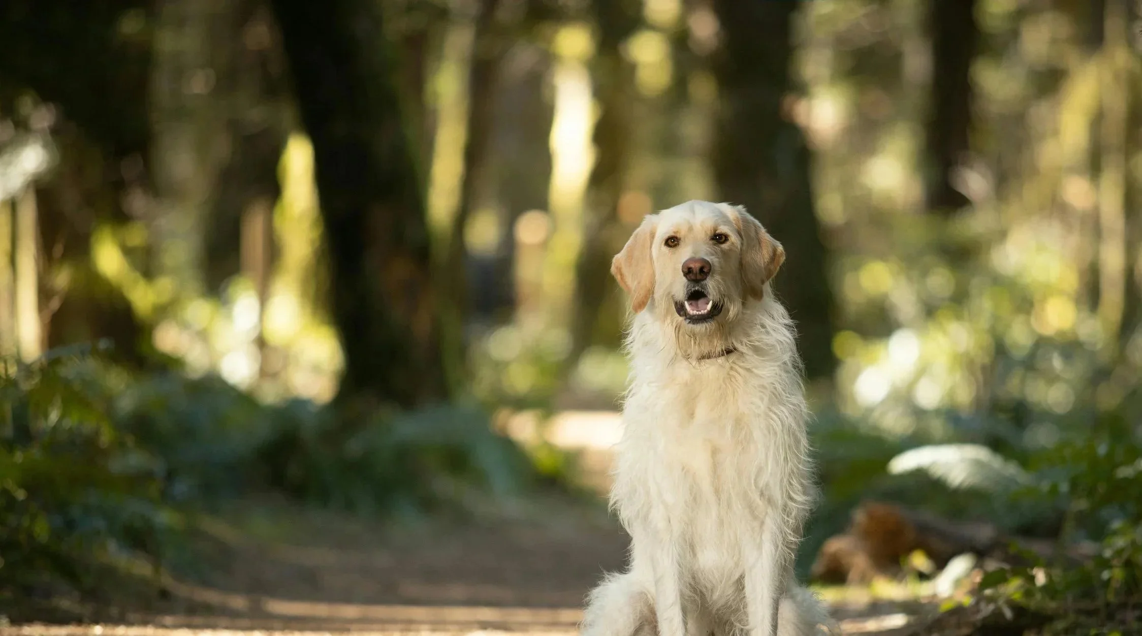 Golden Retriever im Wald