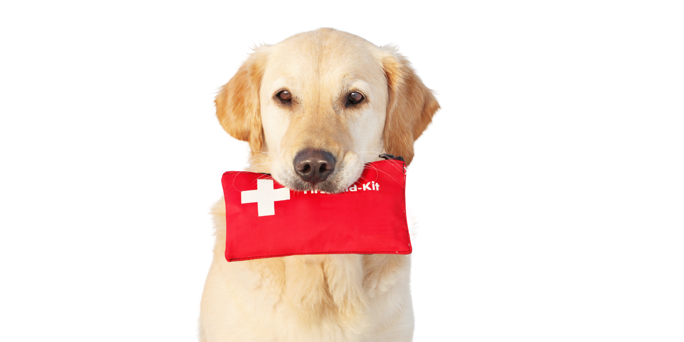 Ein Hund hält ein rotes Erste-Hilfe-Set im Maul.