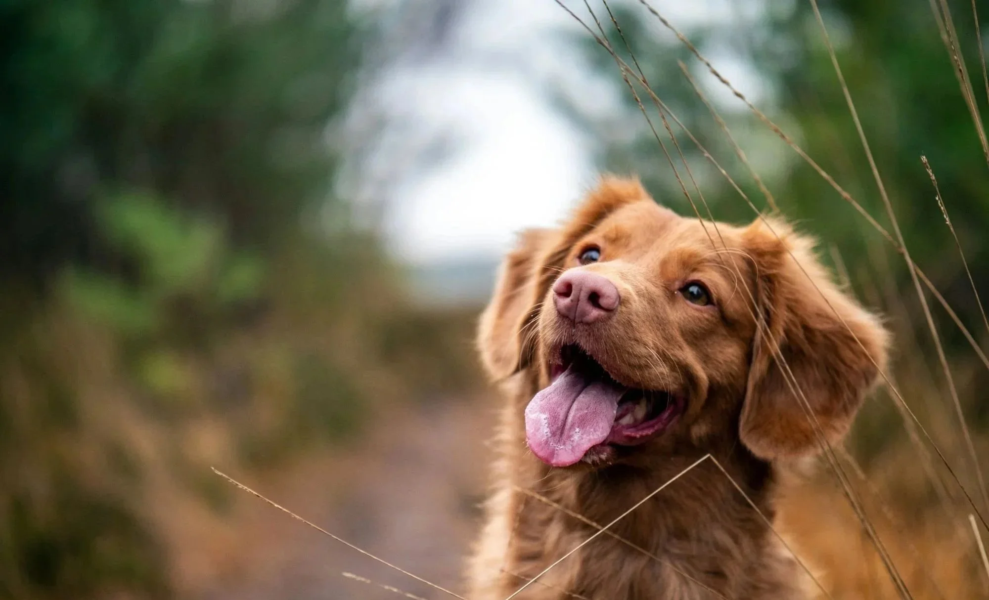 Hund sitzt im hohen Gras