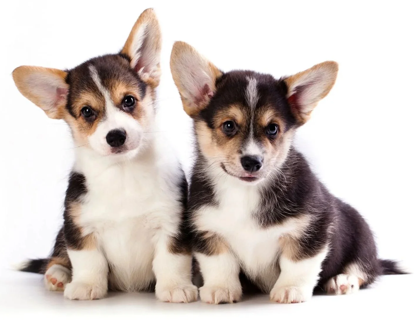 Zwei verspielte Hundewelpen mit großen Ohren und schwarz-weißer Fellzeichnung sitzen vor weißem Hintergrund.