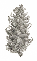 JK20190905-0608-botanical-pine cone-pencil drawing-small.png