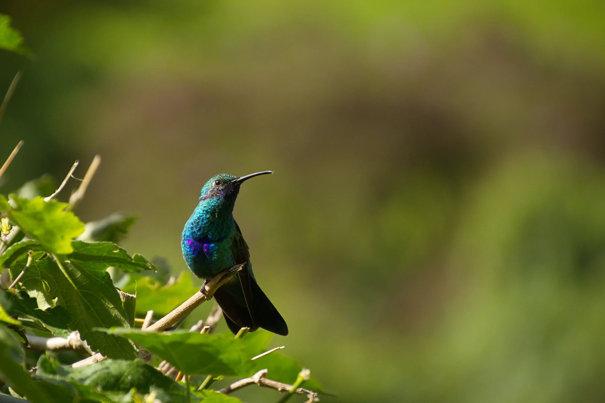 Pourquoi la biodiversité est essentielle à notre survie