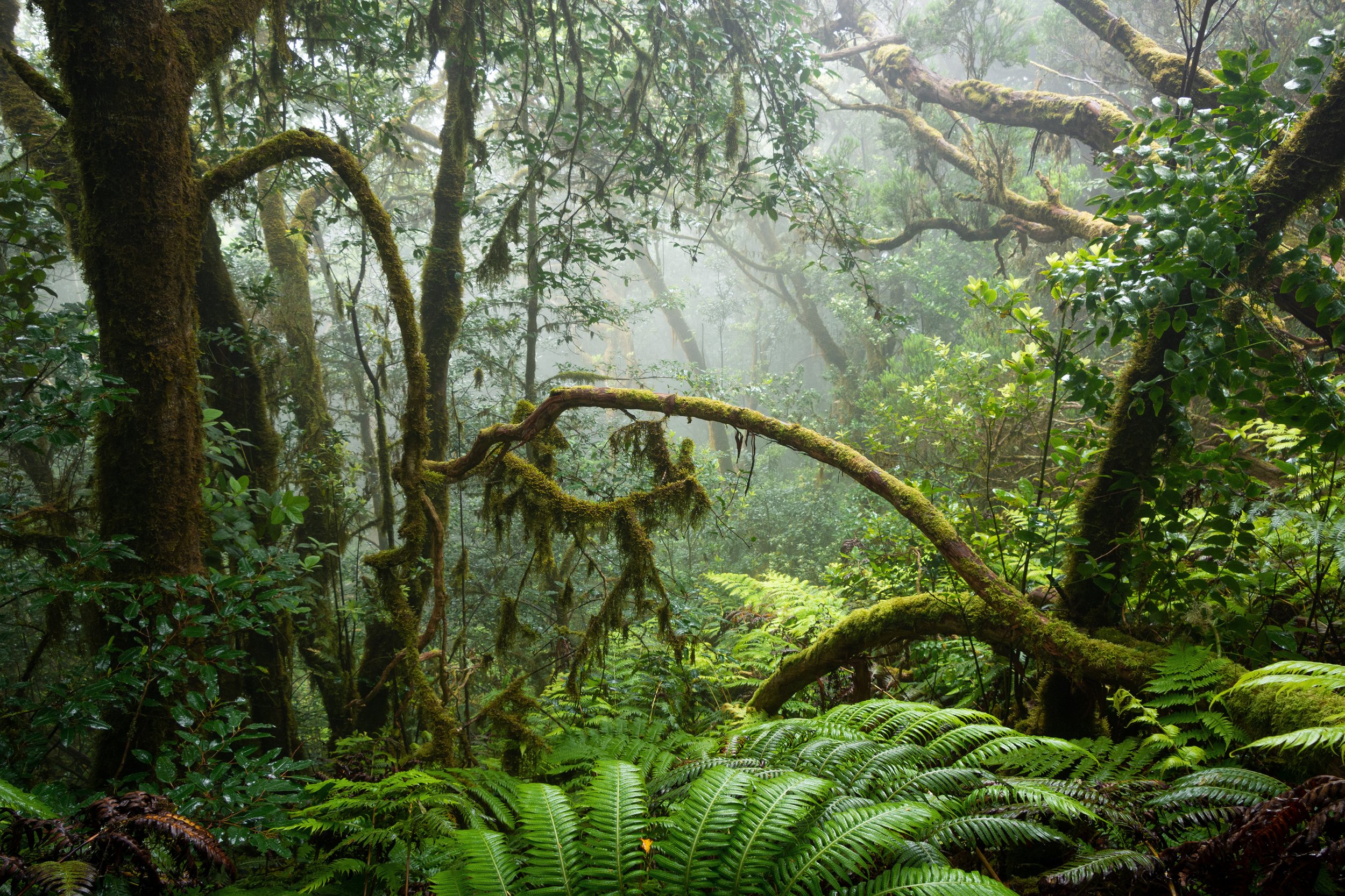 FORÊTS &amp; PLANTES