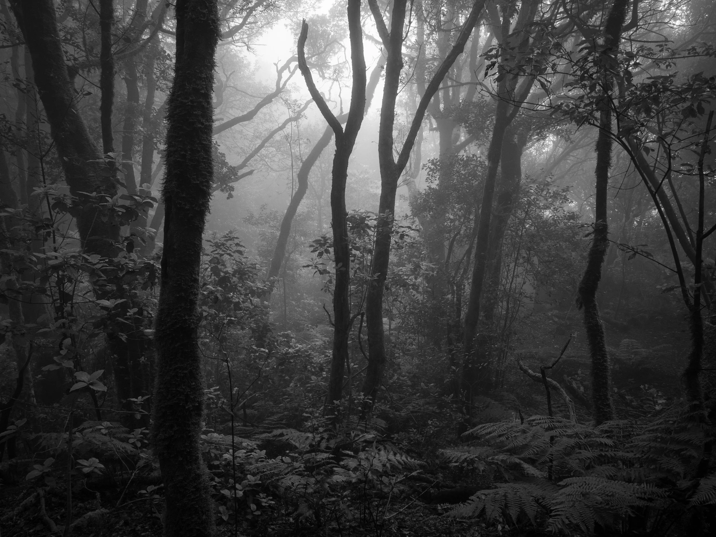 _DSC2687-Modifier B&W.jpg