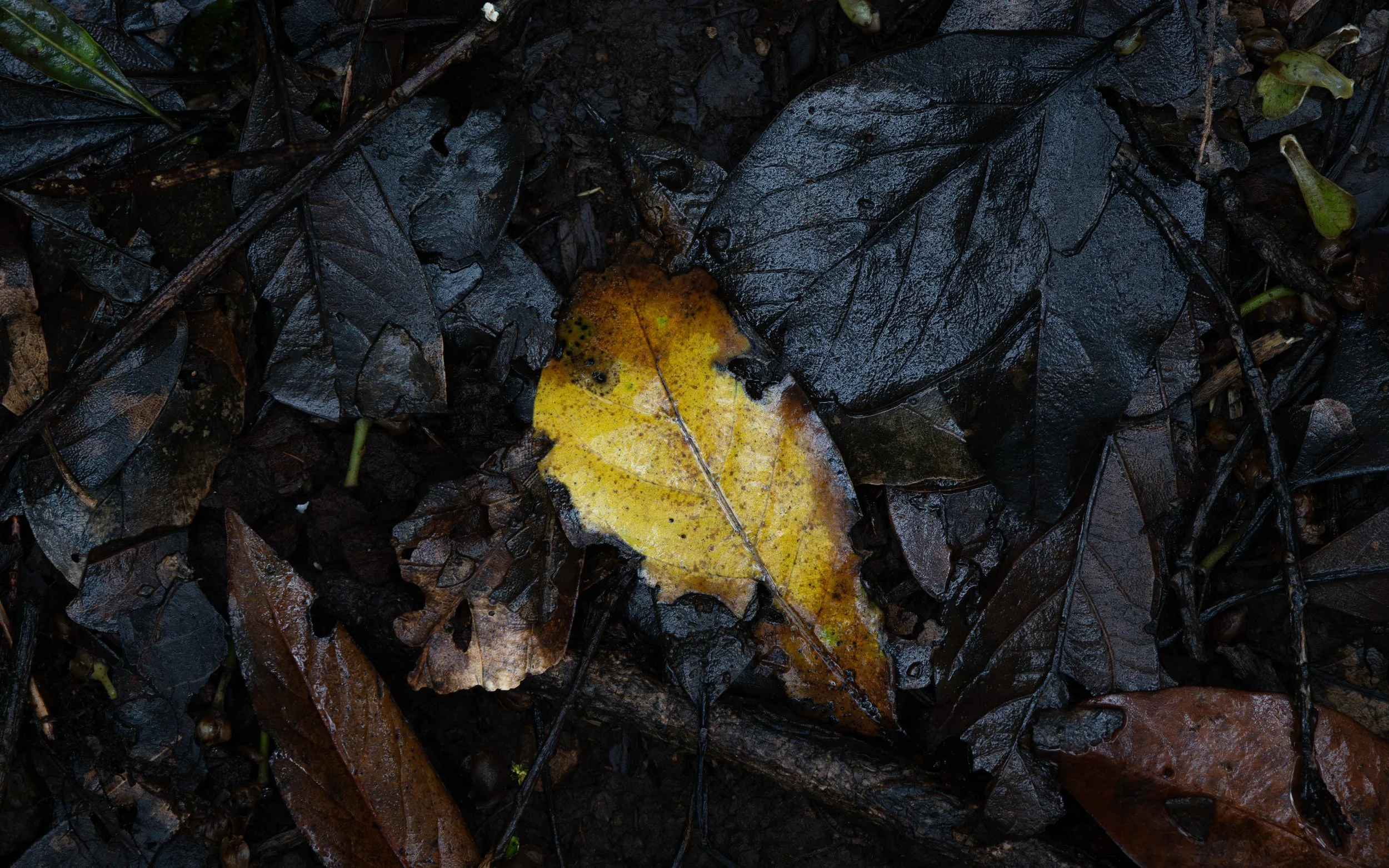 _DSC8323.jpg