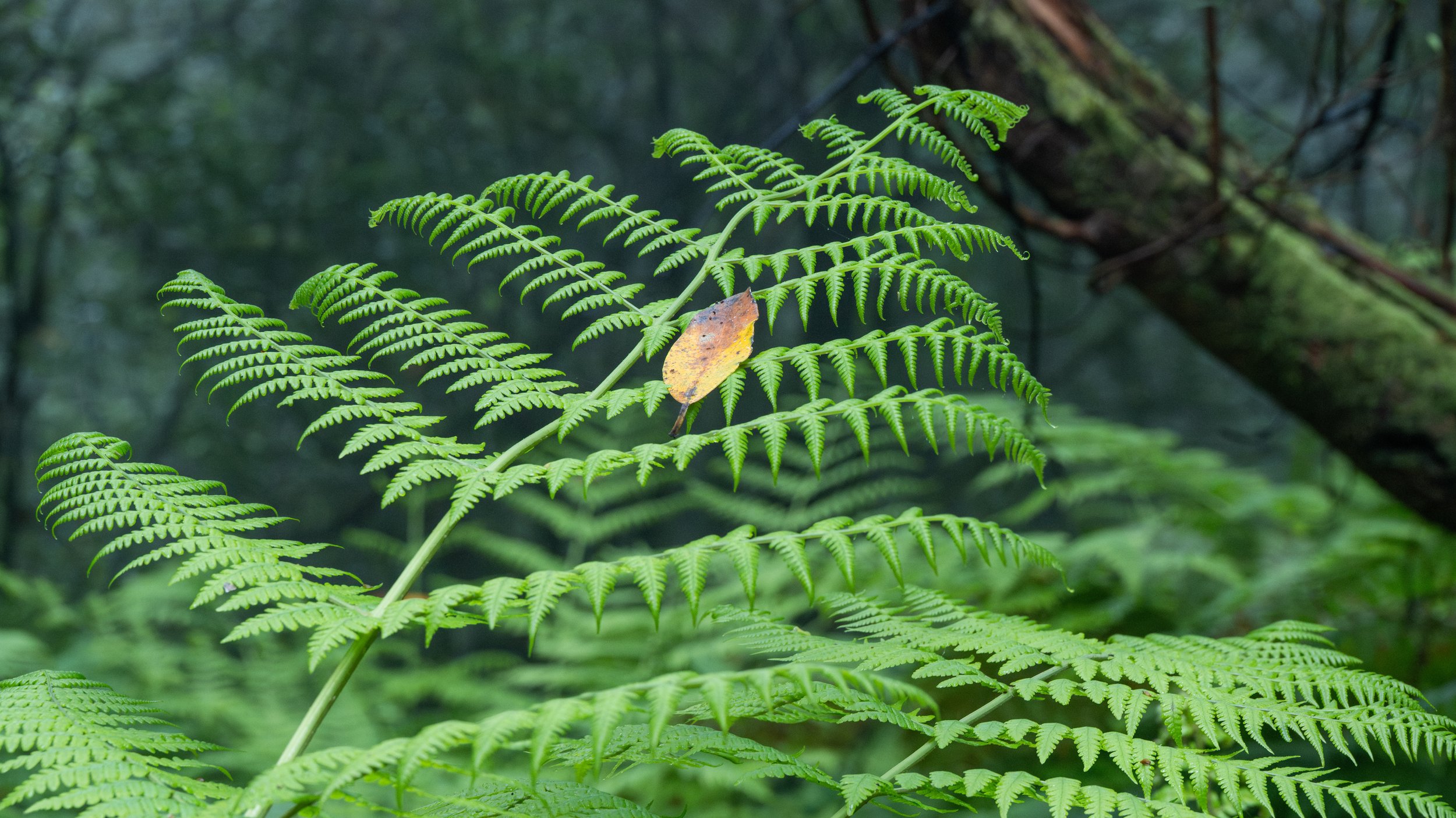 _DSC8638.jpg