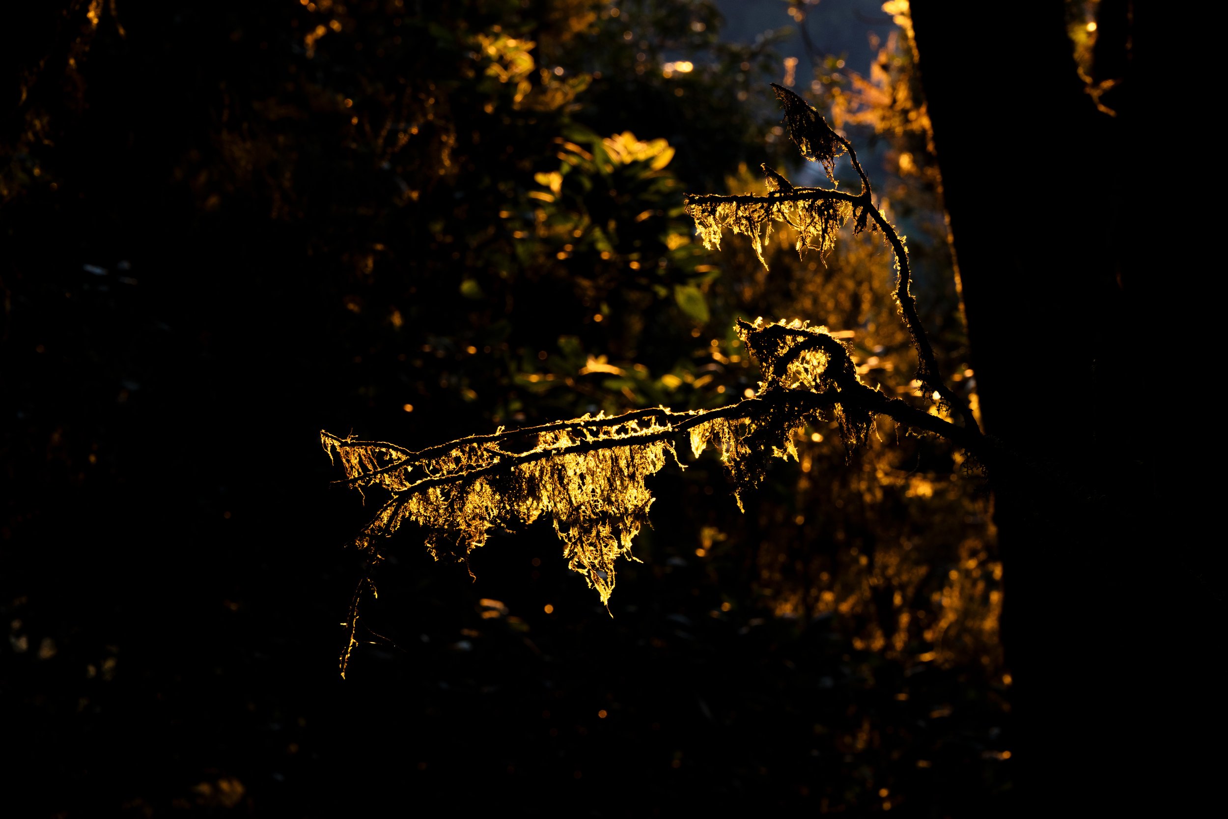_DSC8654-Modifier.jpg