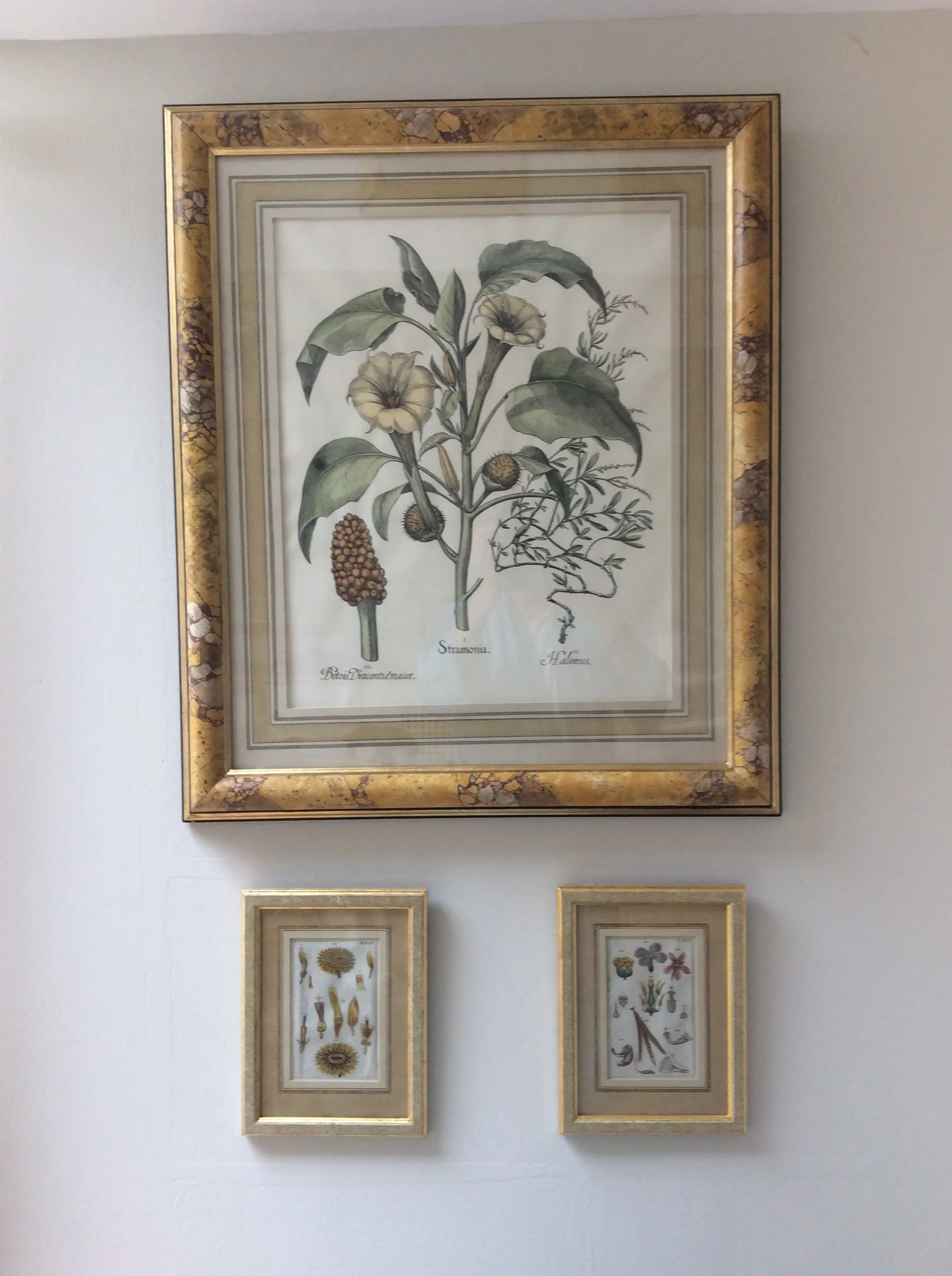  Botanical studies. Wooden Frames painted in "faux-marble" and water-colour-wash Mounts. 