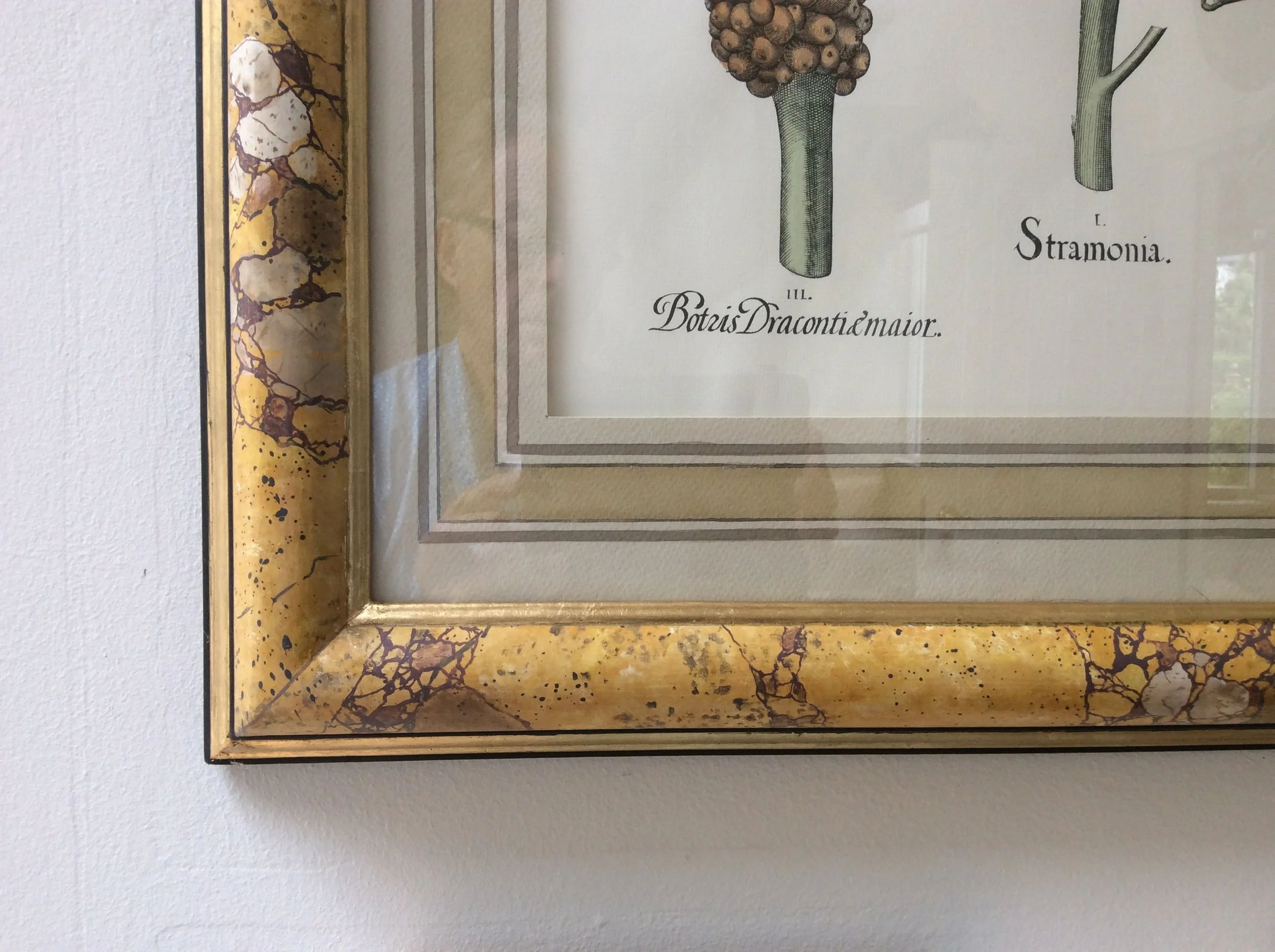  Botanical studies. Wooden Frames painted in "faux-marble" and water-colour-wash Mounts. 