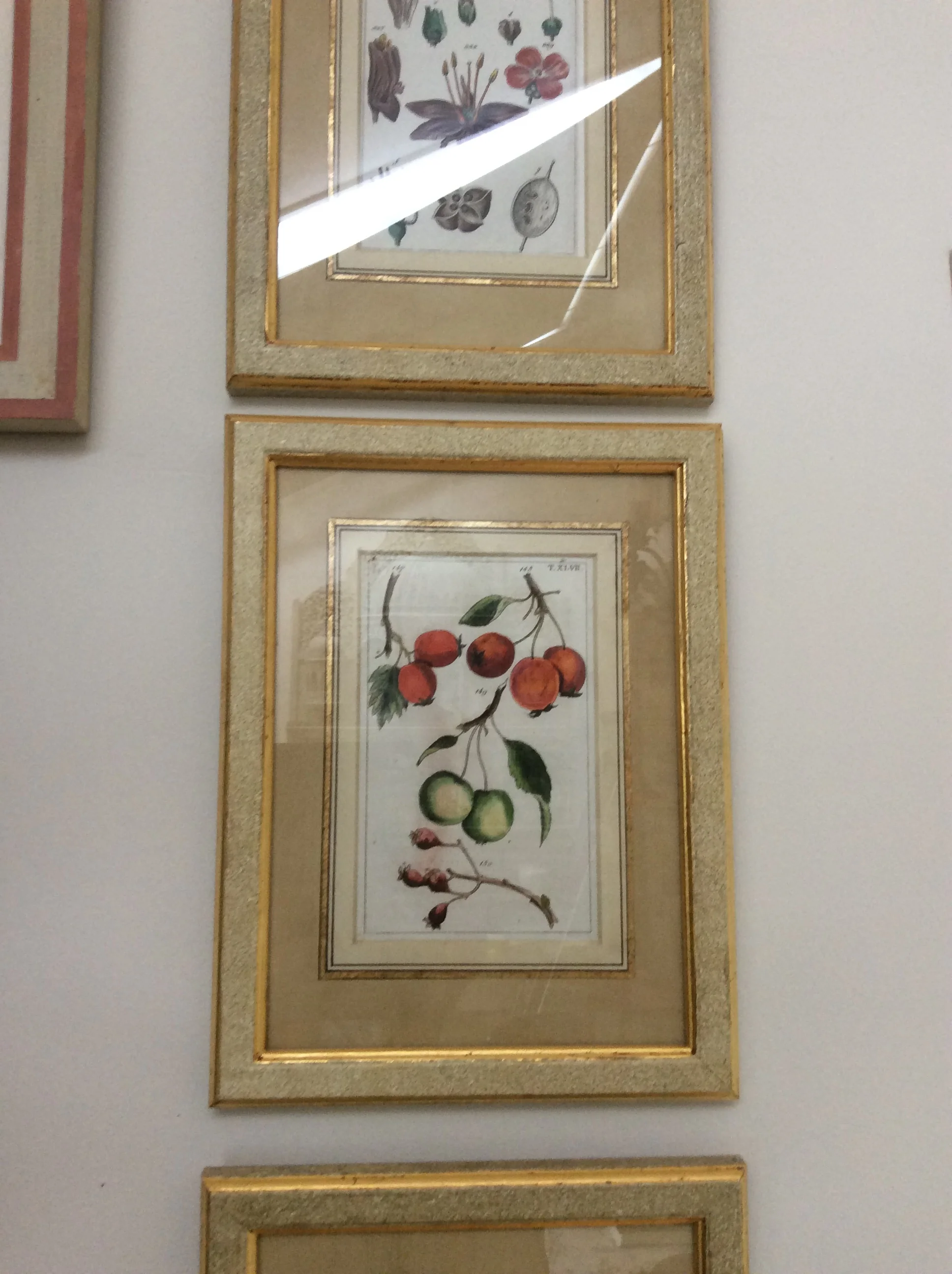  Set of botanical studies. Frames stippled and gilded, with water-colour-wash Mounts. 