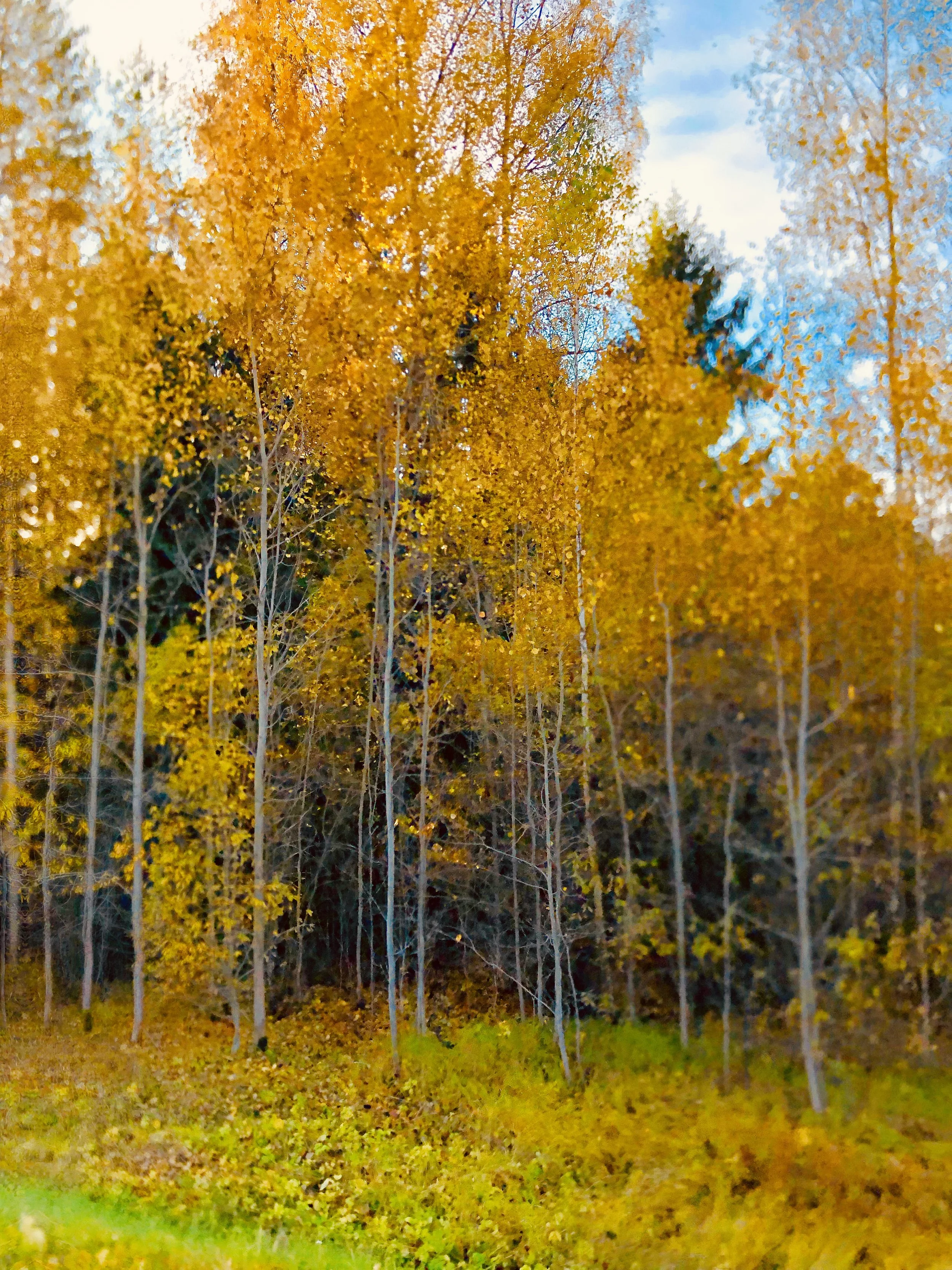 Stacia Kraft: Ward 2 Write-in Candidate