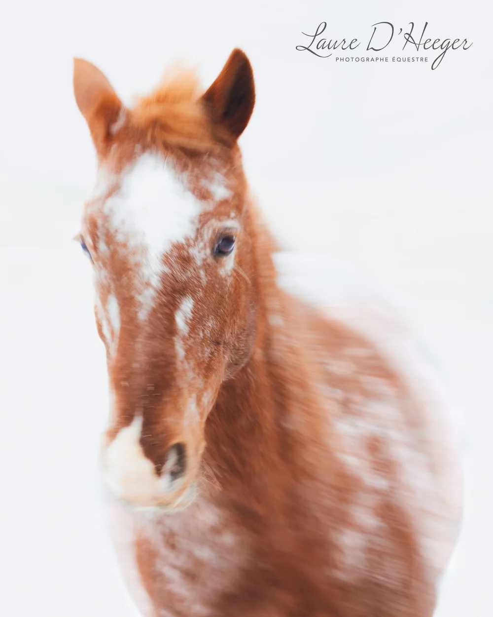 | L'EXP&Eacute;RIMENTATION FLOUE CONTINUE

Ma&icirc;triser le flou en photographie &eacute;questre est un challenge !

Pour 3 raisons:
1/ Le mouvement du cheval n'est pas lin&eacute;aire: si l'&eacute;paule du cheval au galop a un mouvement circulair