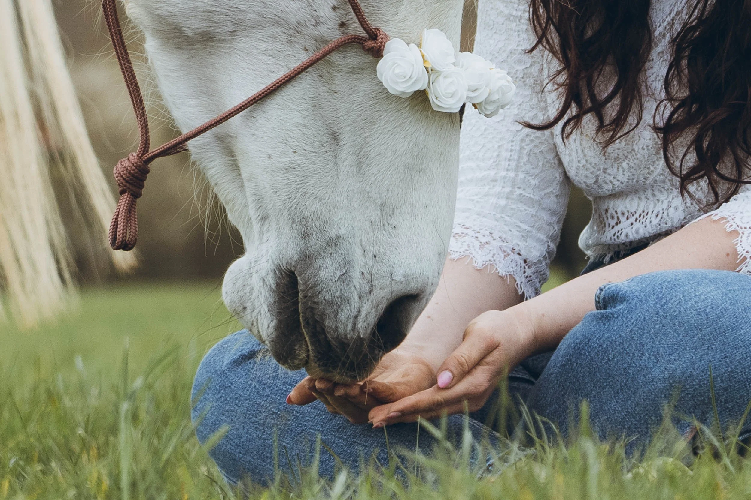 newsletter équitation bien-être du cheval